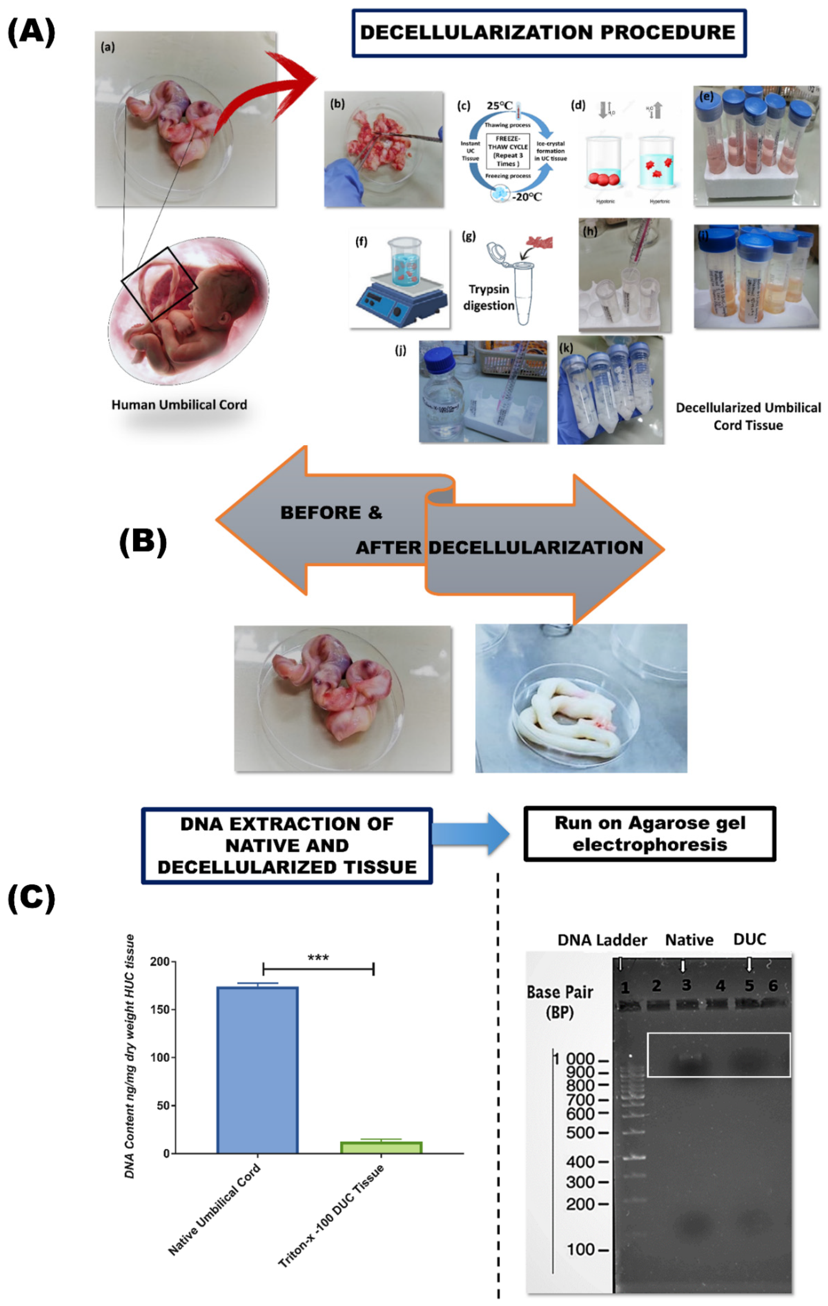 Bioengineering 09 00239 g001