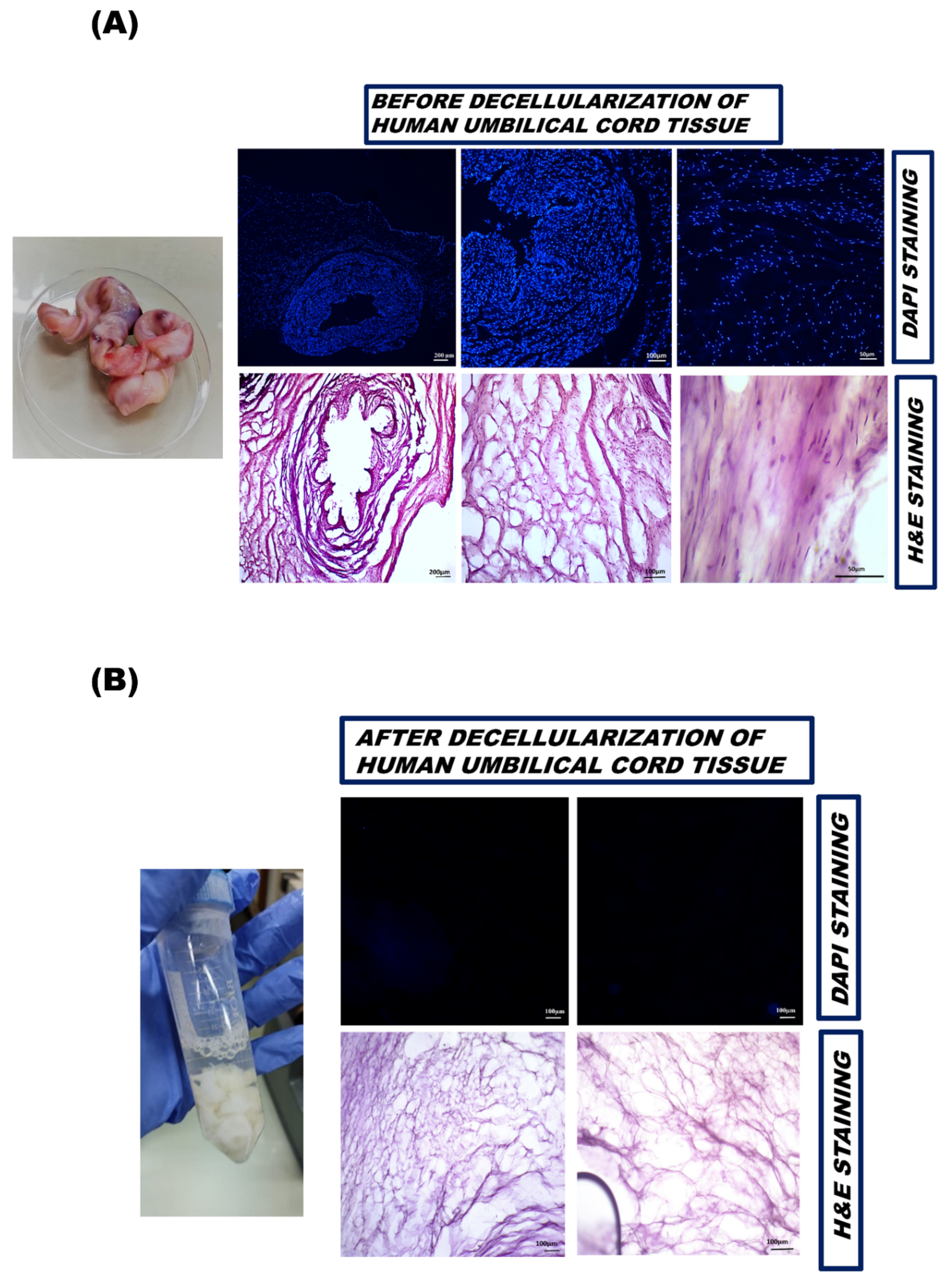 Bioengineering 09 00239 g002