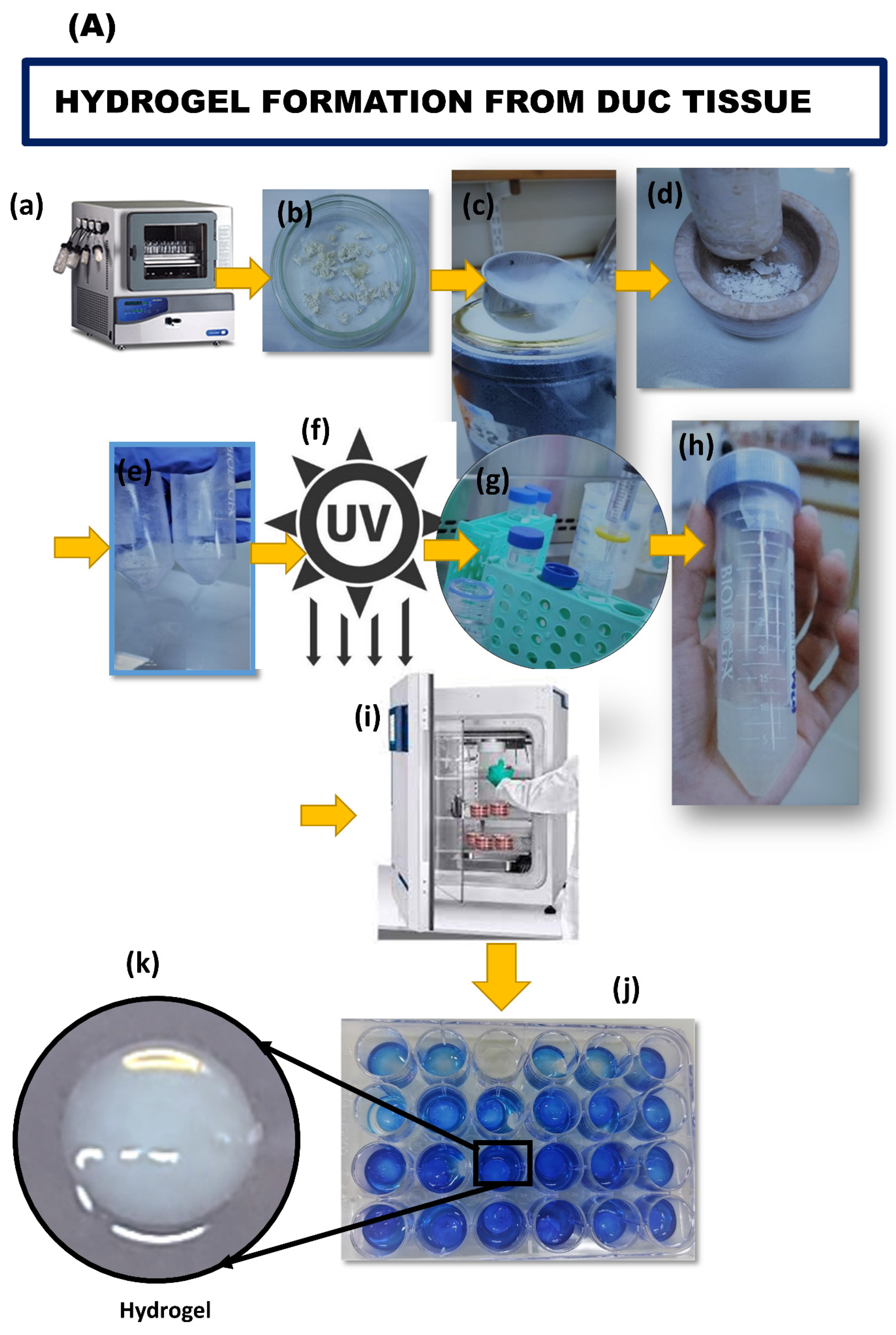 Bioengineering 09 00239 g004a