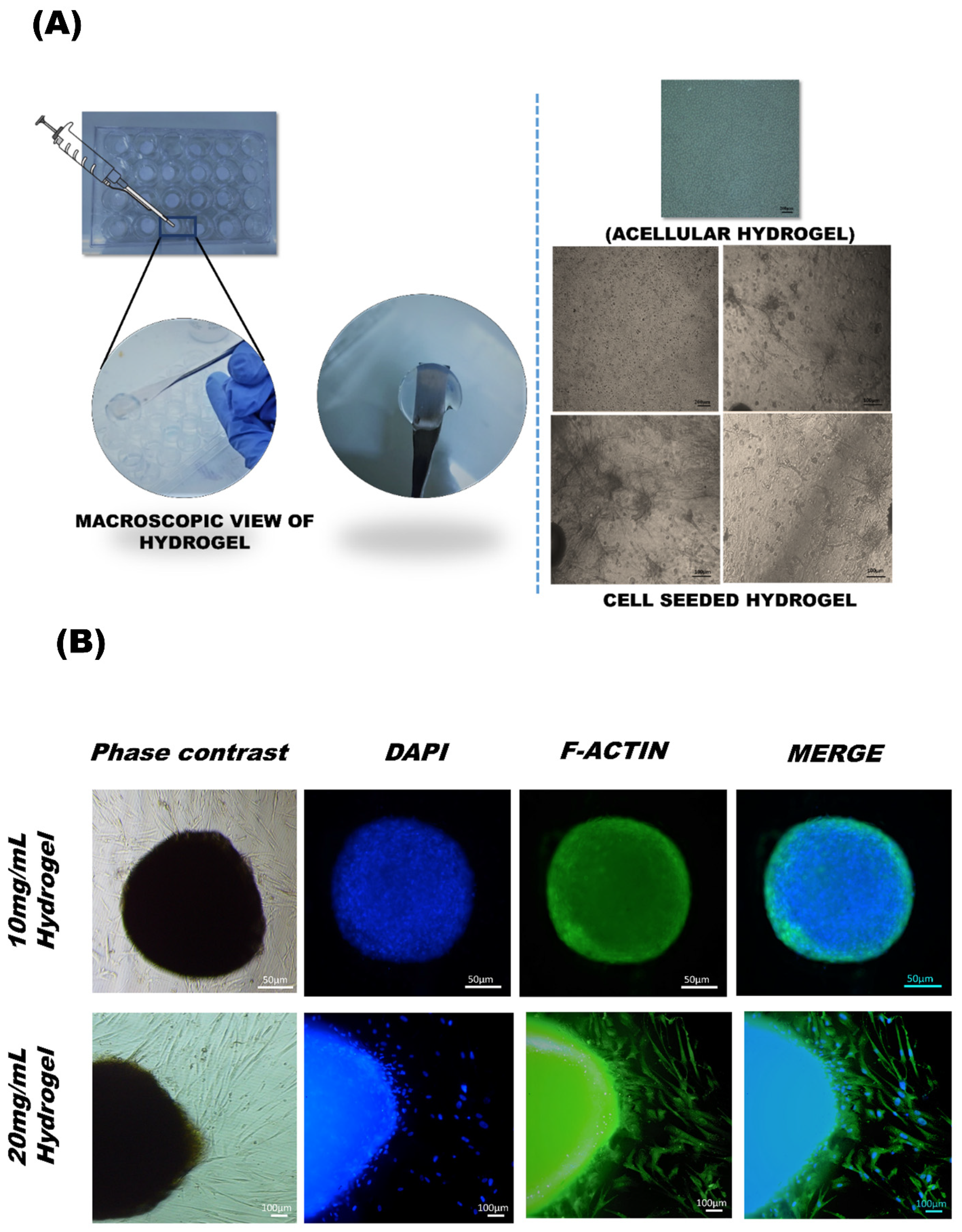 Bioengineering 09 00239 g005
