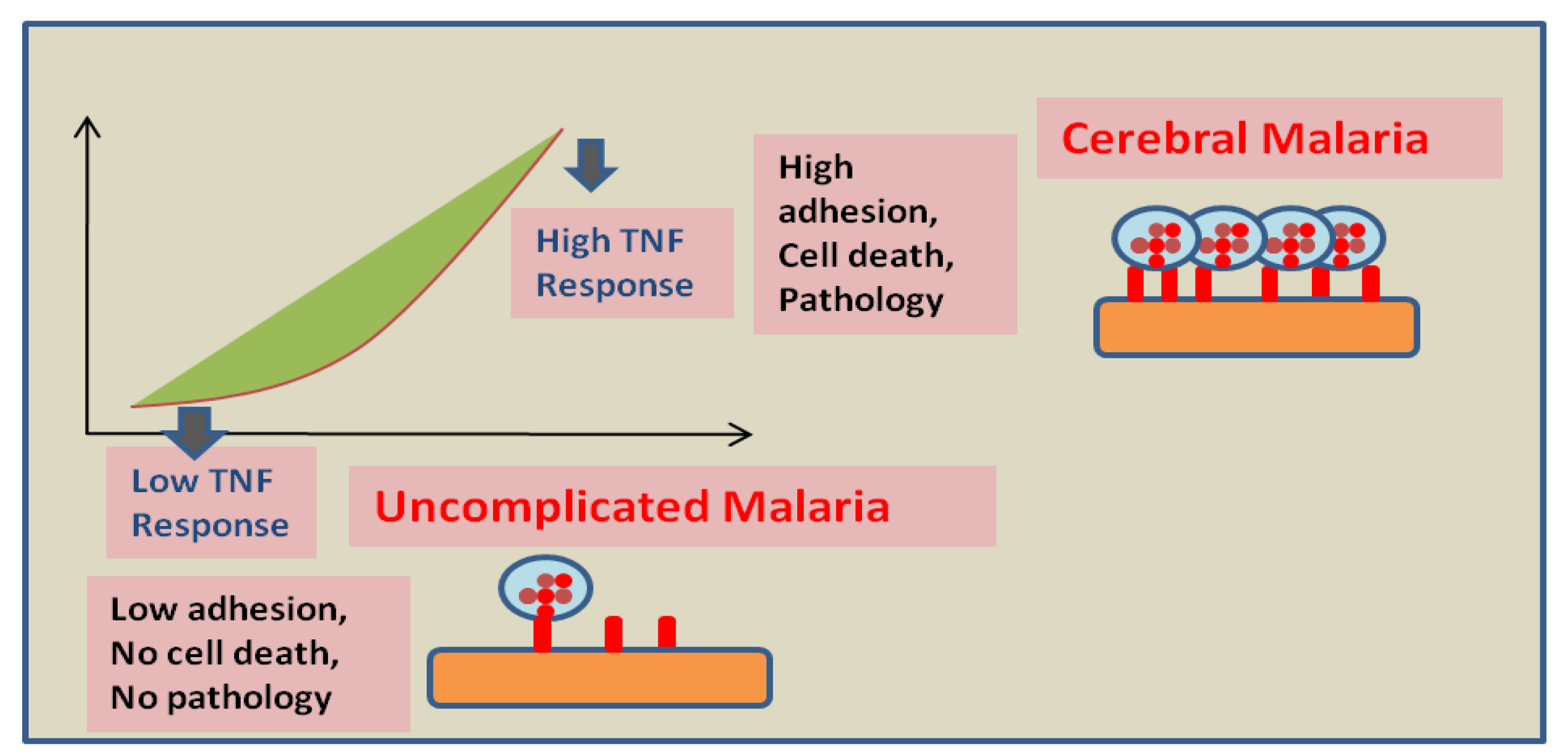 Bioengineering 09 00263 g002