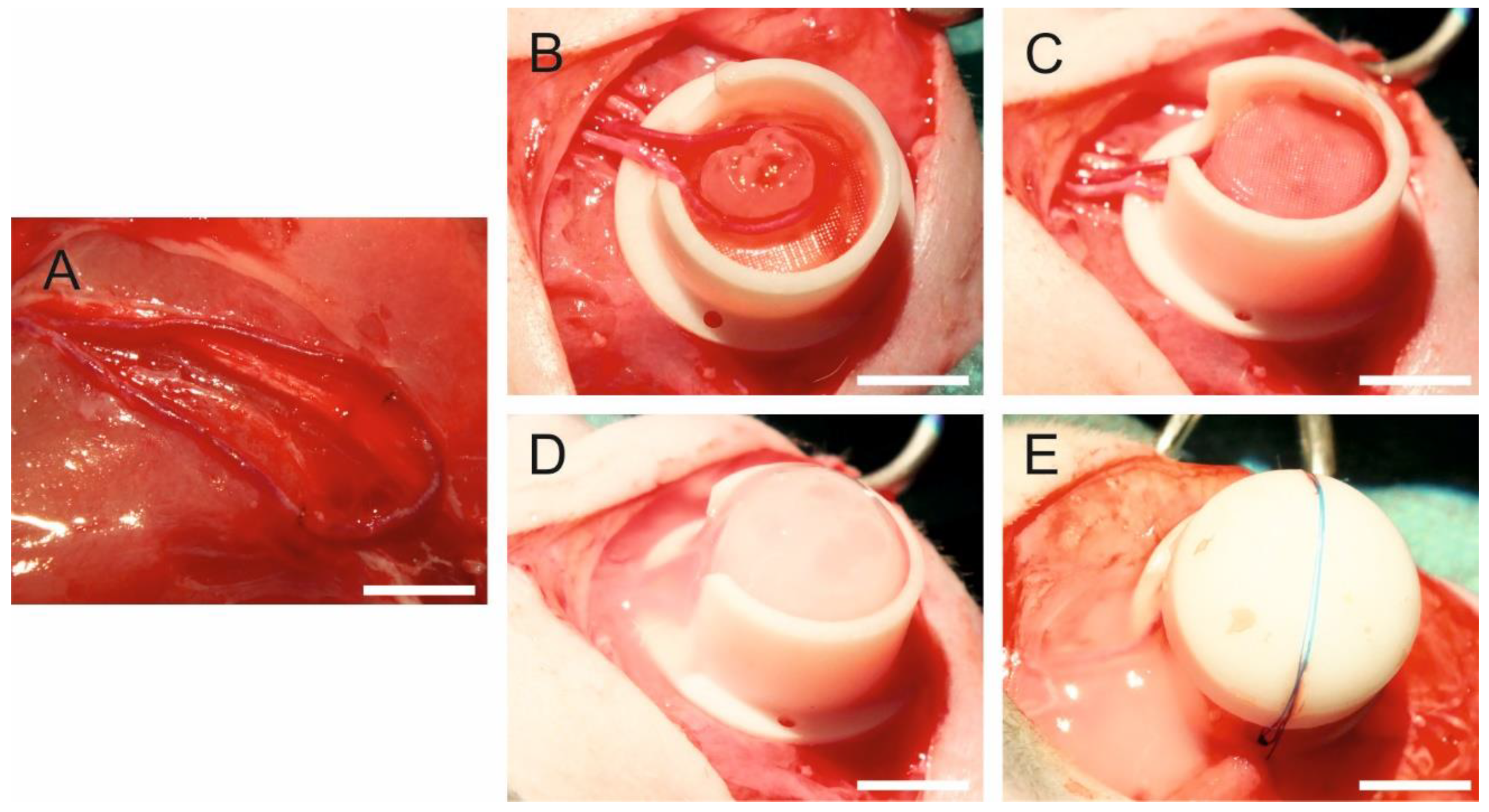 Bioengineering 09 00280 g001