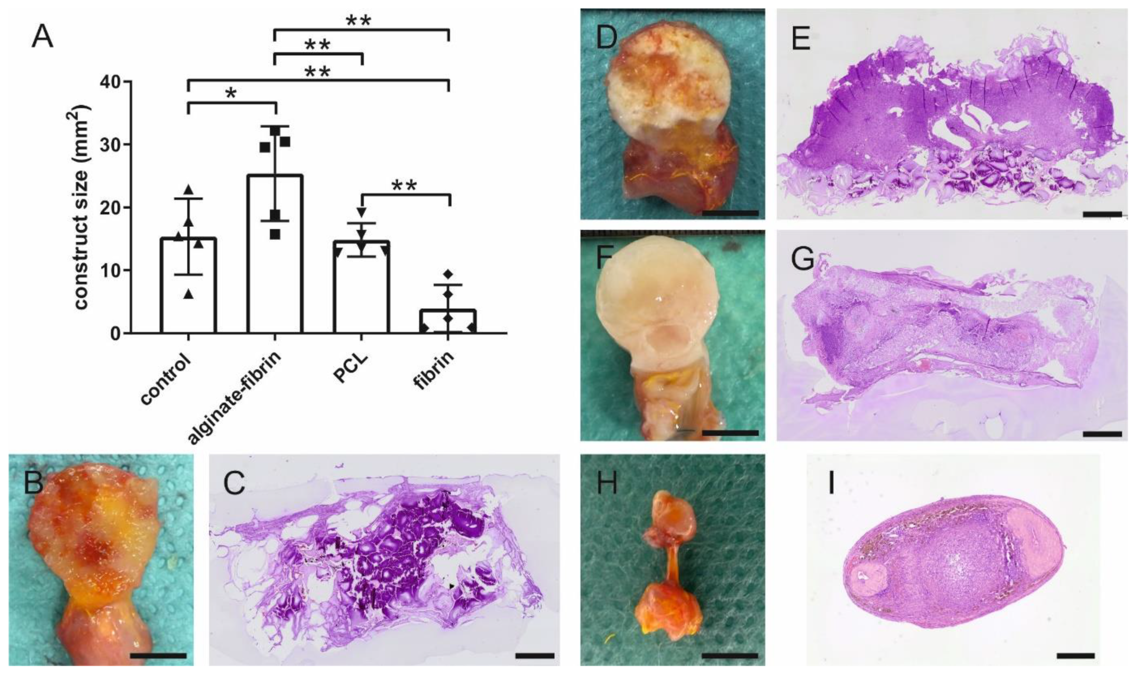 Bioengineering 09 00280 g004