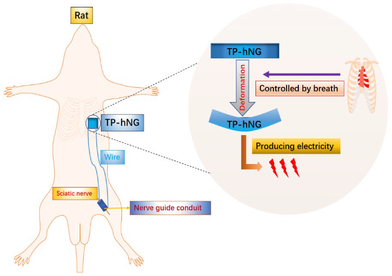 Bioengineering 09 00292 g002 Bioengineering 09 00292 g002
