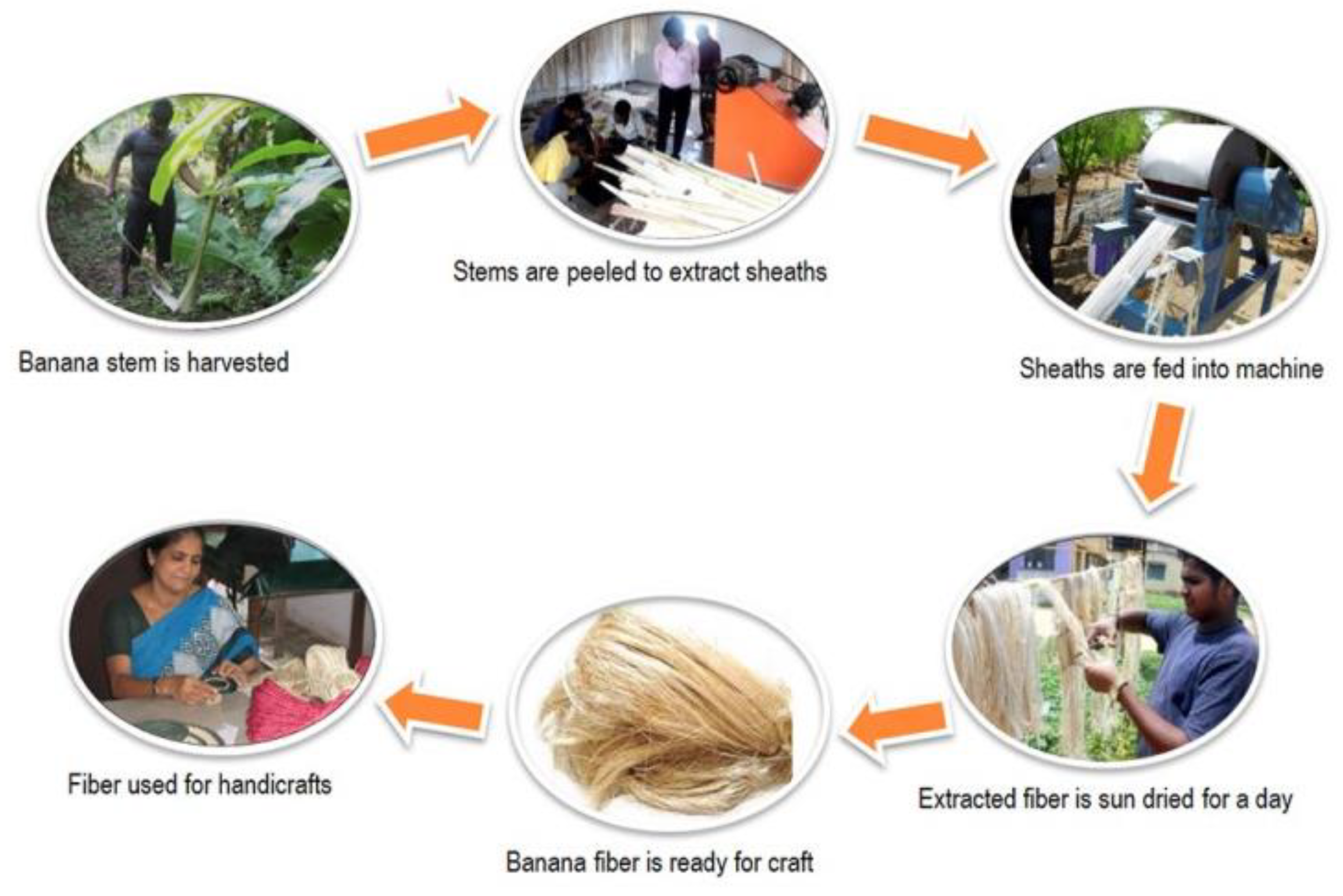 Bioengineering 09 00296 g004