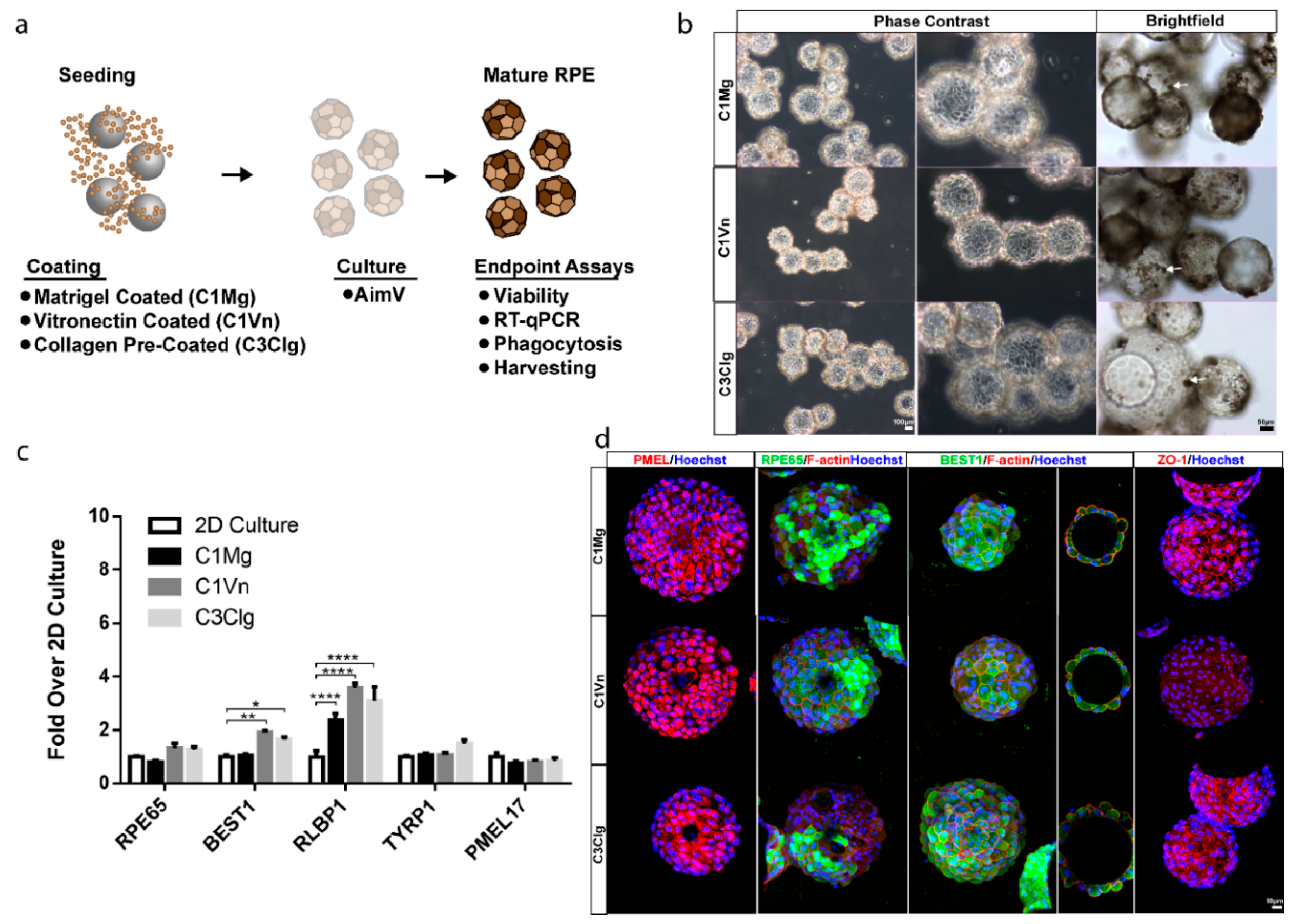 Bioengineering 09 00297 g001