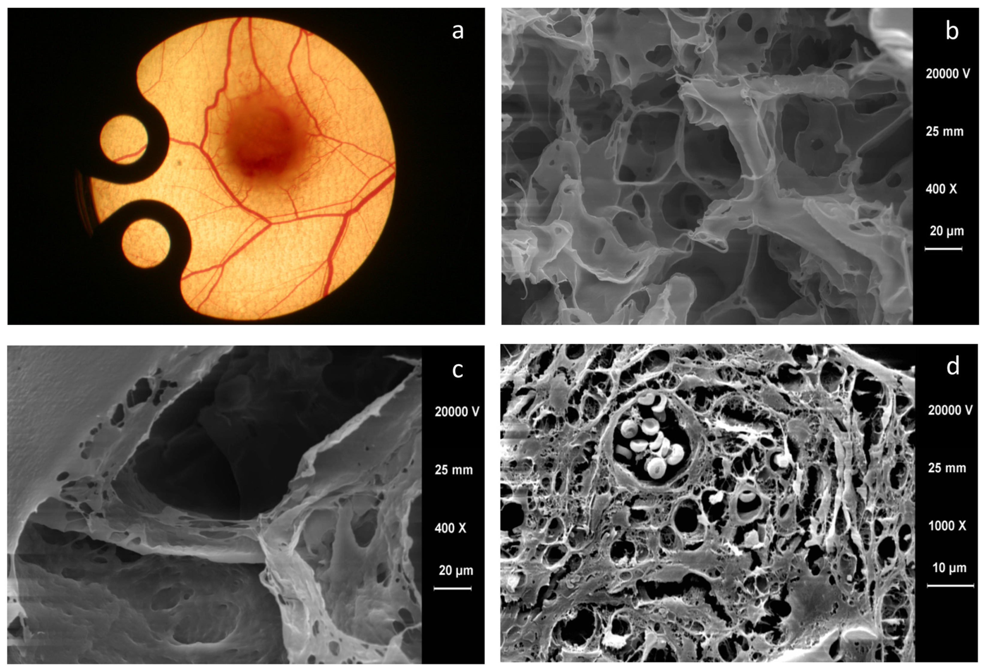 Bioengineering 09 00298 g002