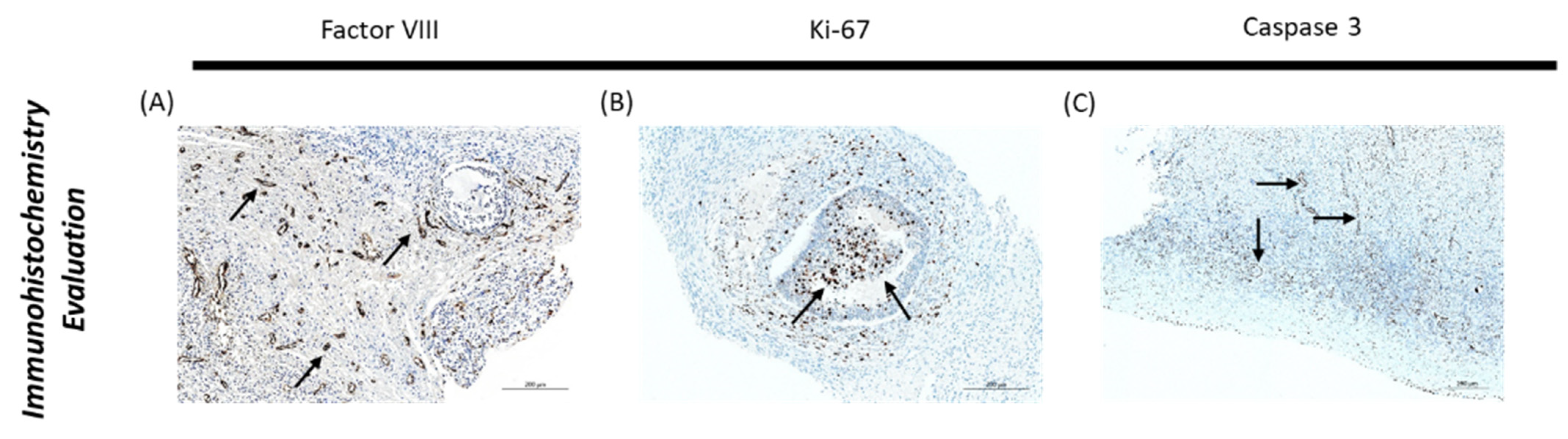 Bioengineering 09 00357 g004
