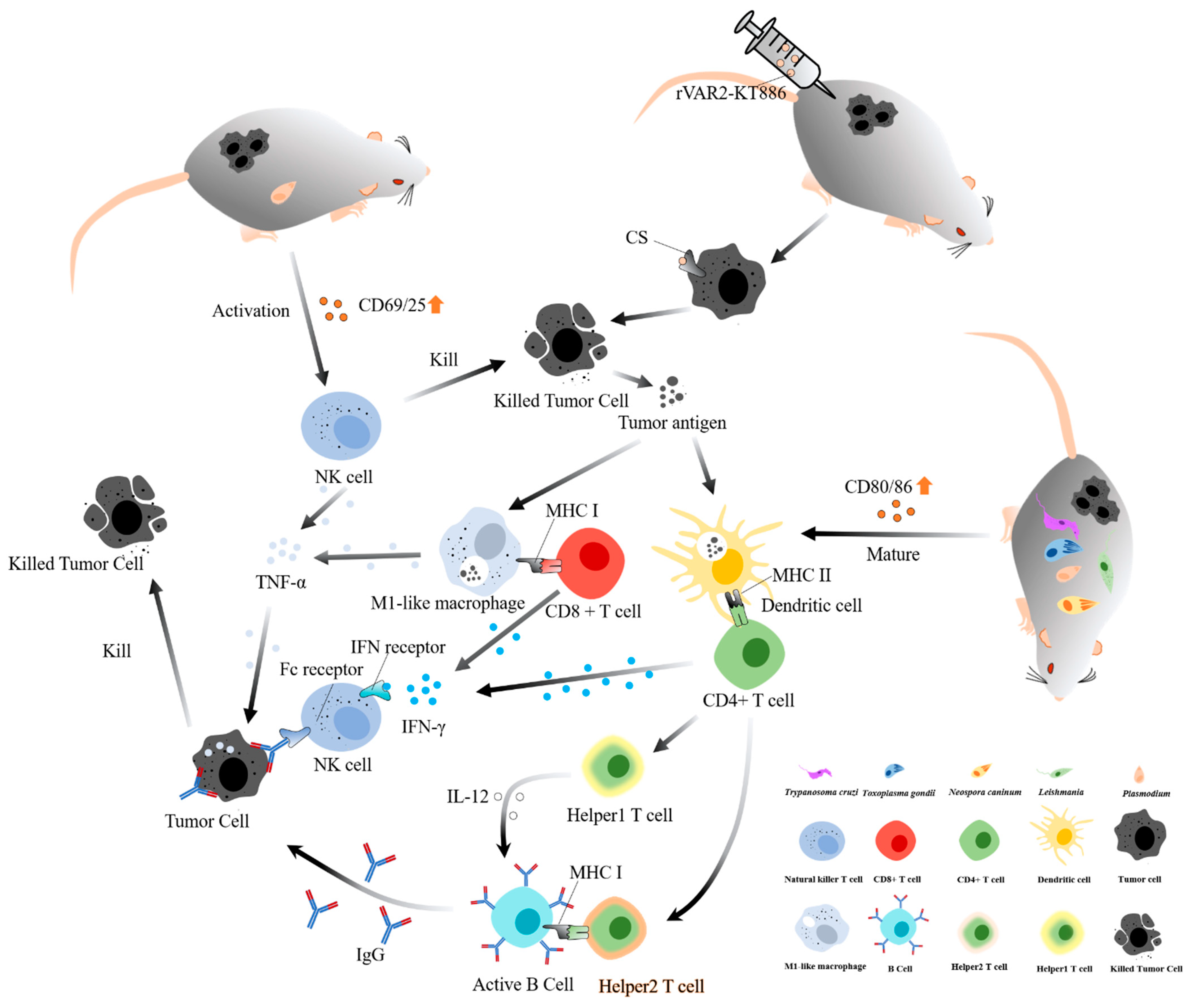 Bioengineering 09 00395 g001