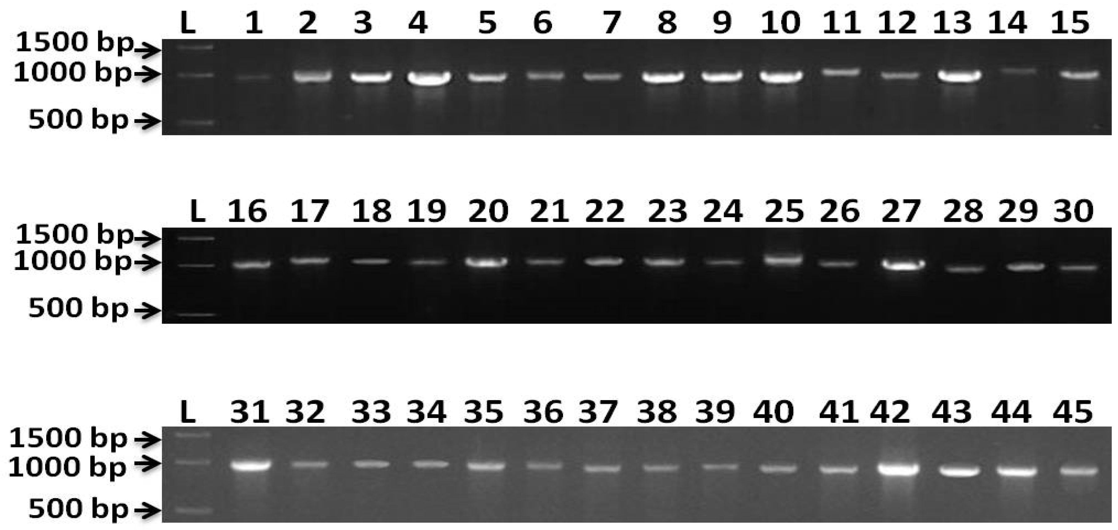 Bioengineering 09 00403 g005