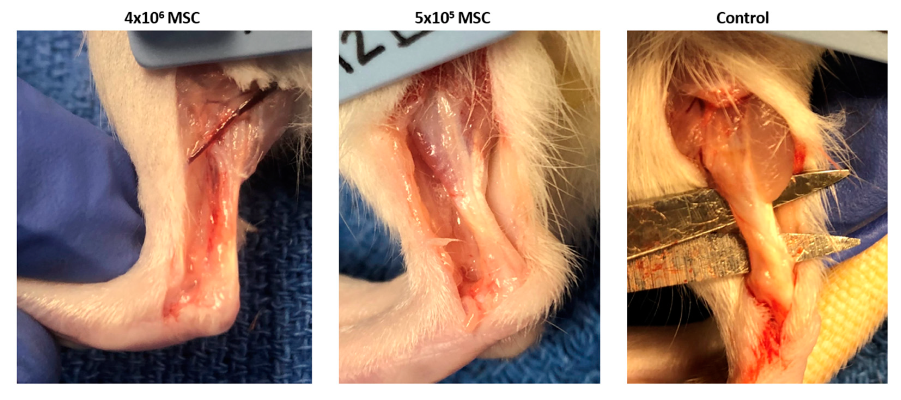 Bioengineering 09 00407 g007