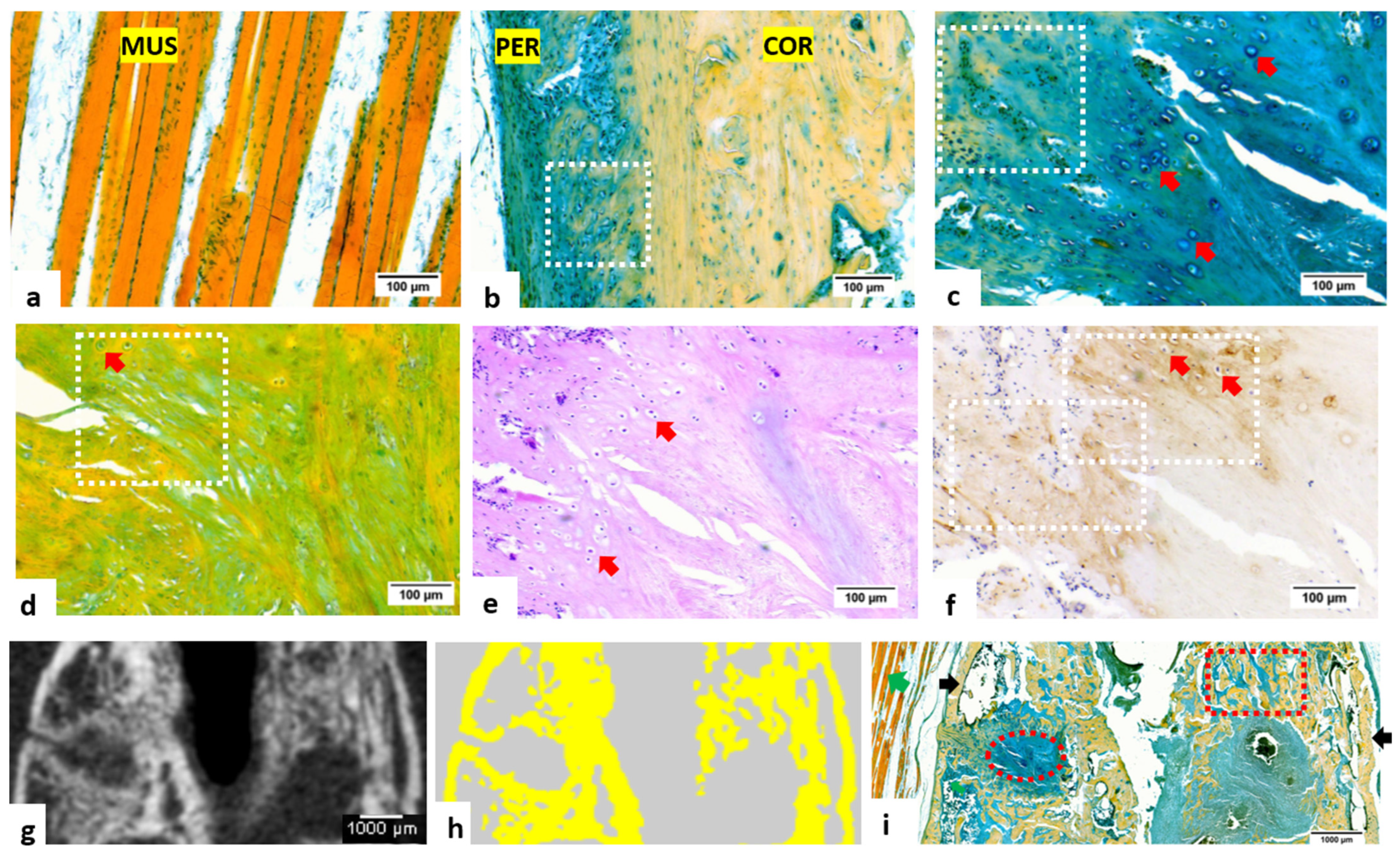 Bioengineering 09 00488 g002