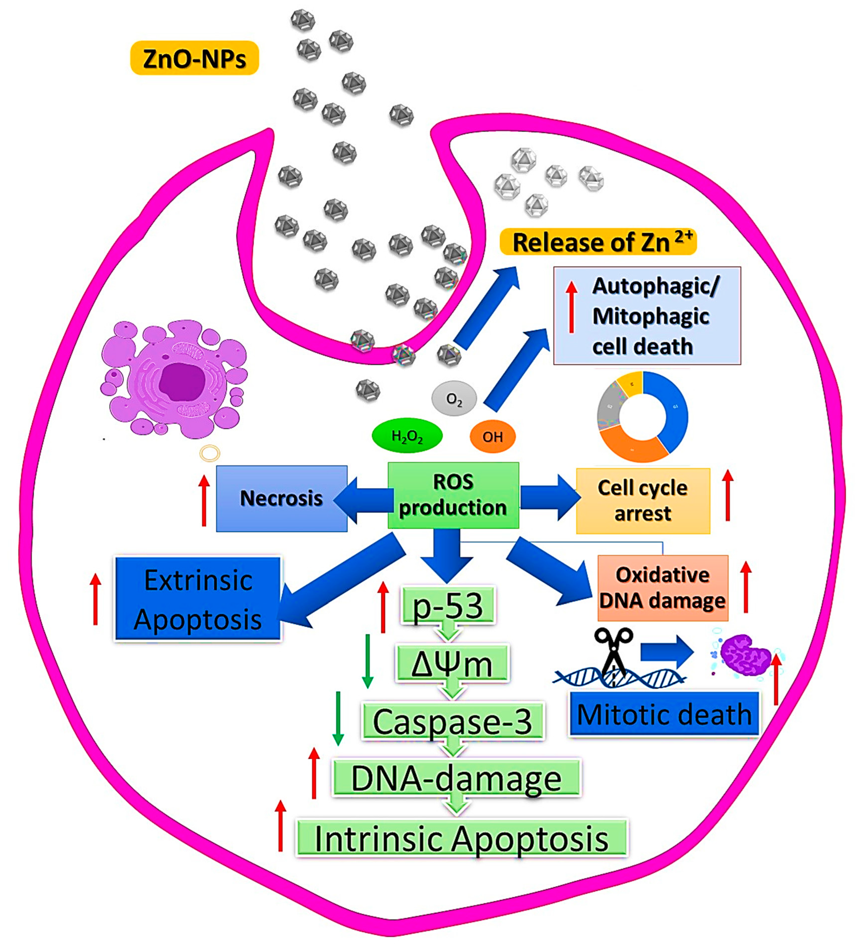 Bioengineering 09 00541 g007