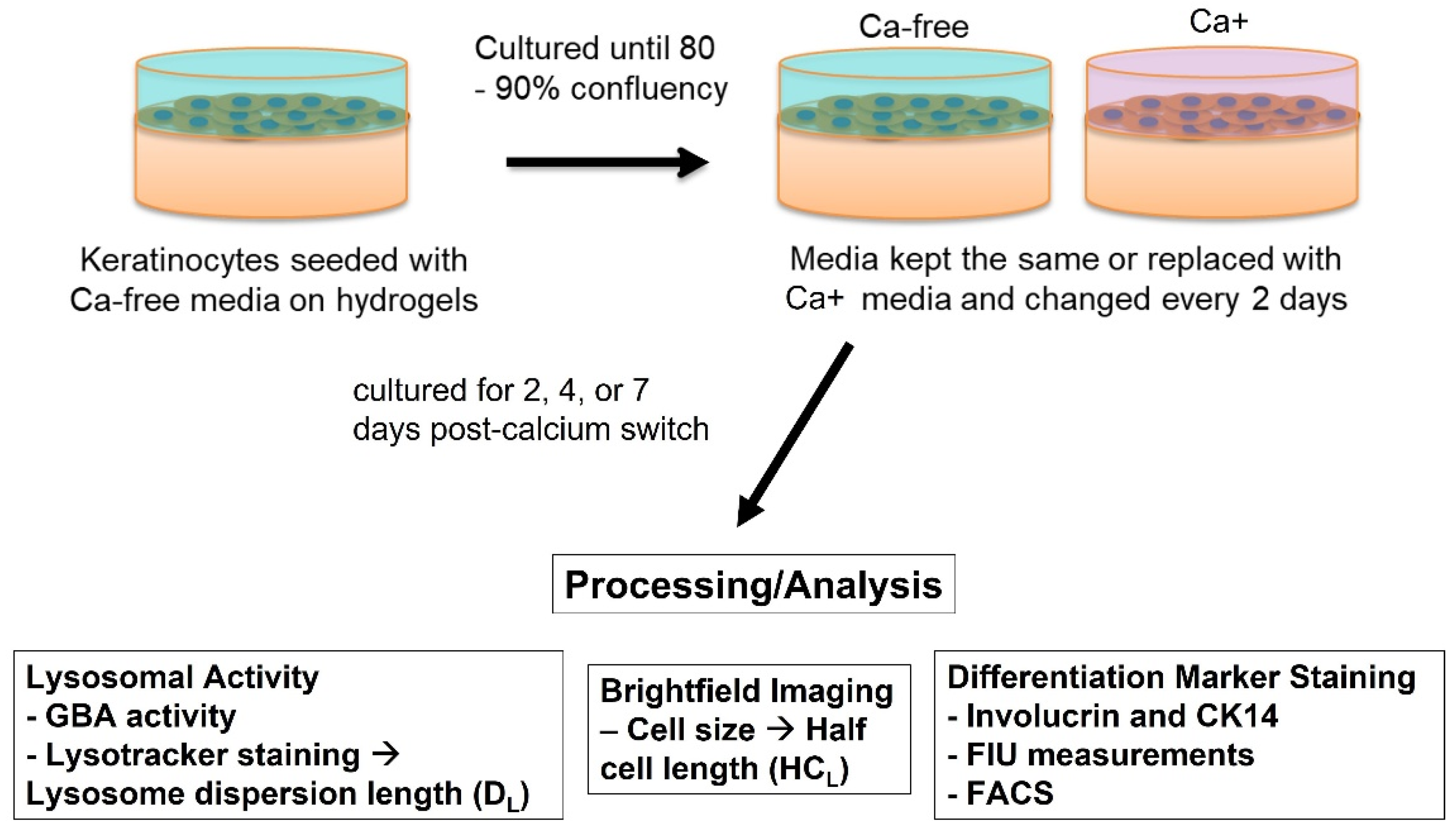 Bioengineering 09 00559 g001