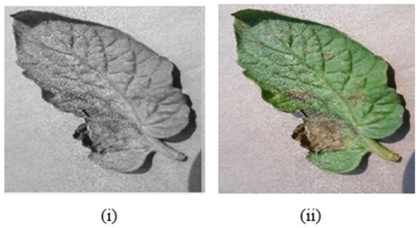 Bioengineering 09 00565 g006 Bioengineering 09 00565 g006