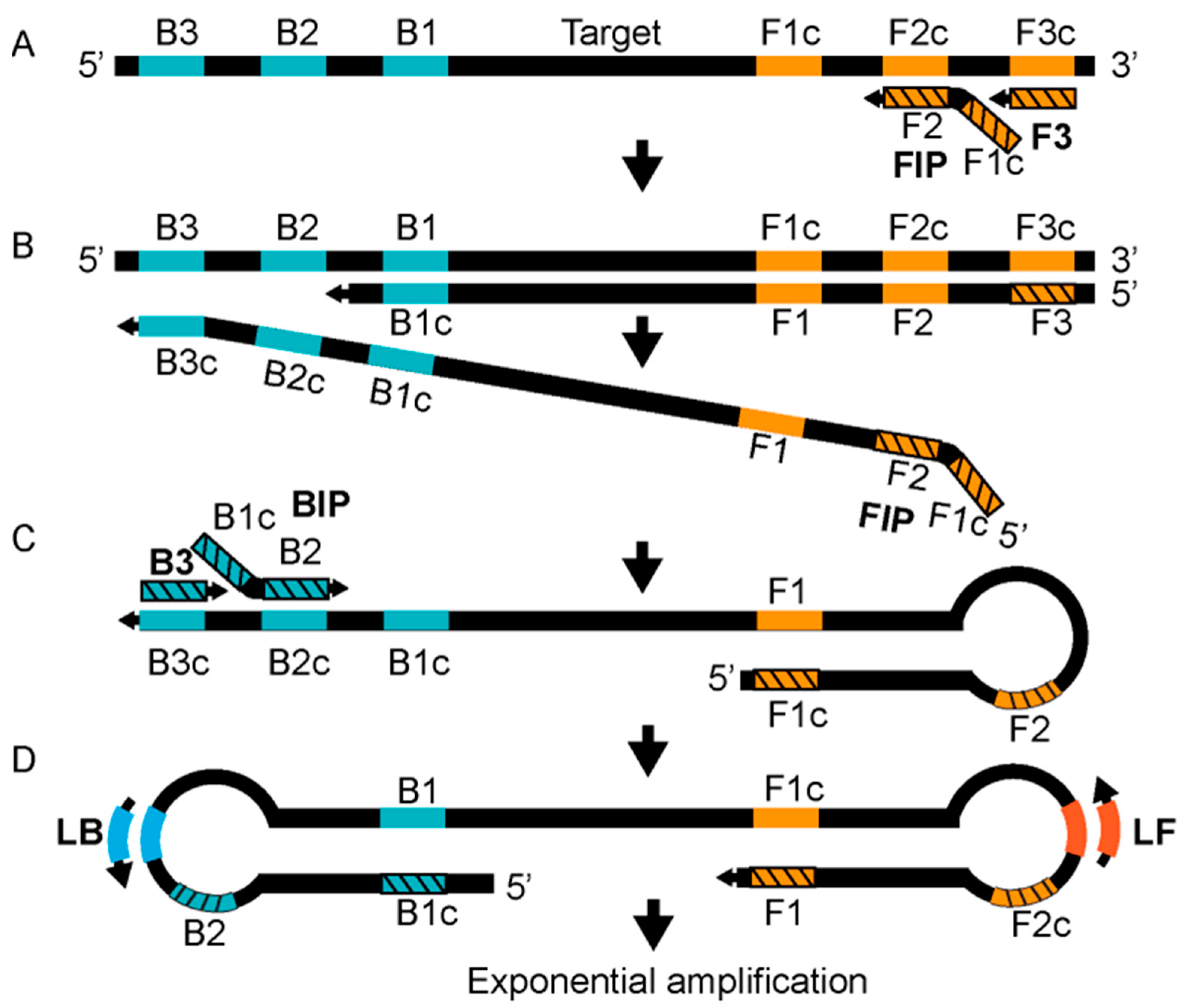 Bioengineering 09 00571 g004
