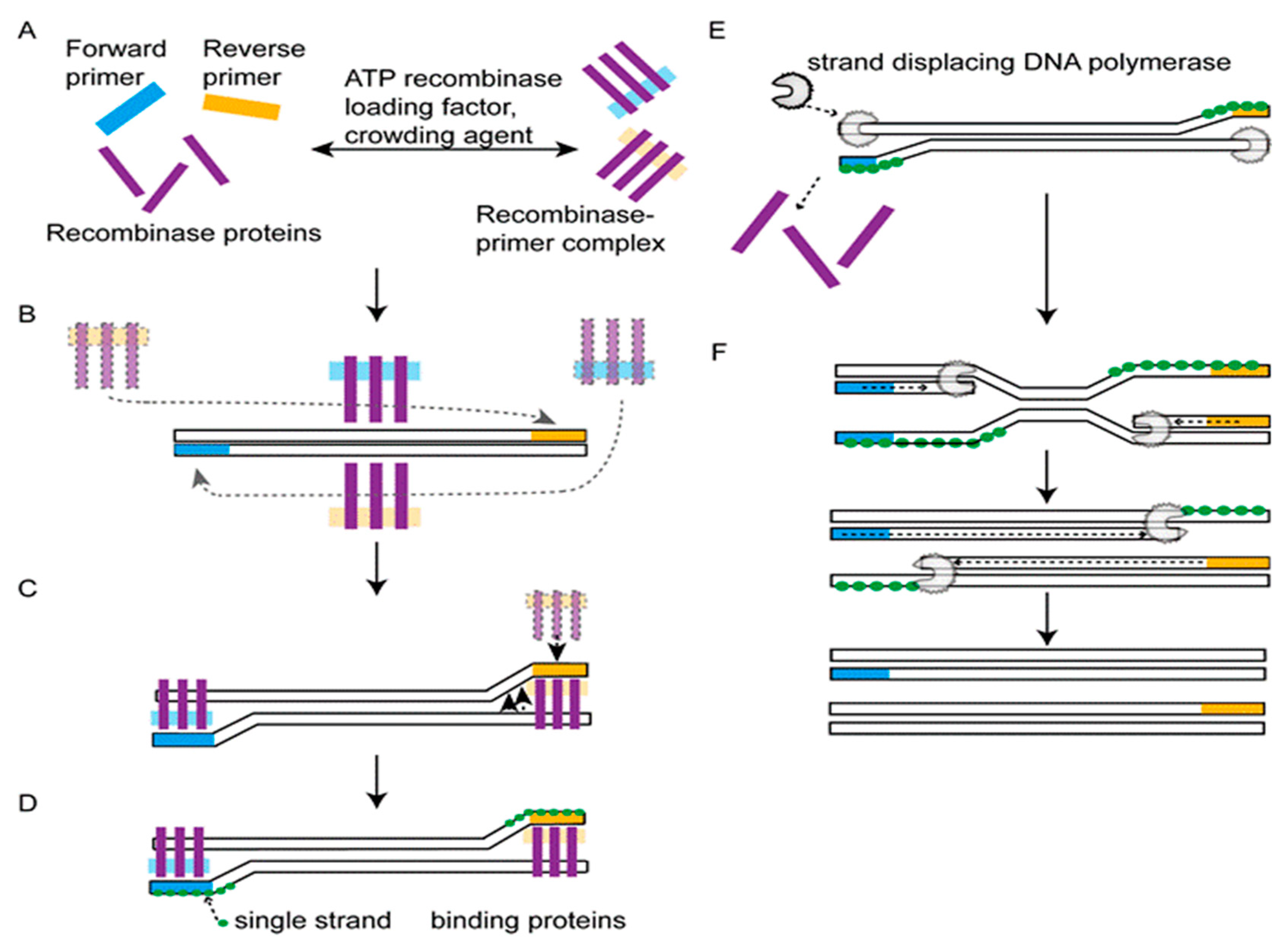 Bioengineering 09 00571 g005