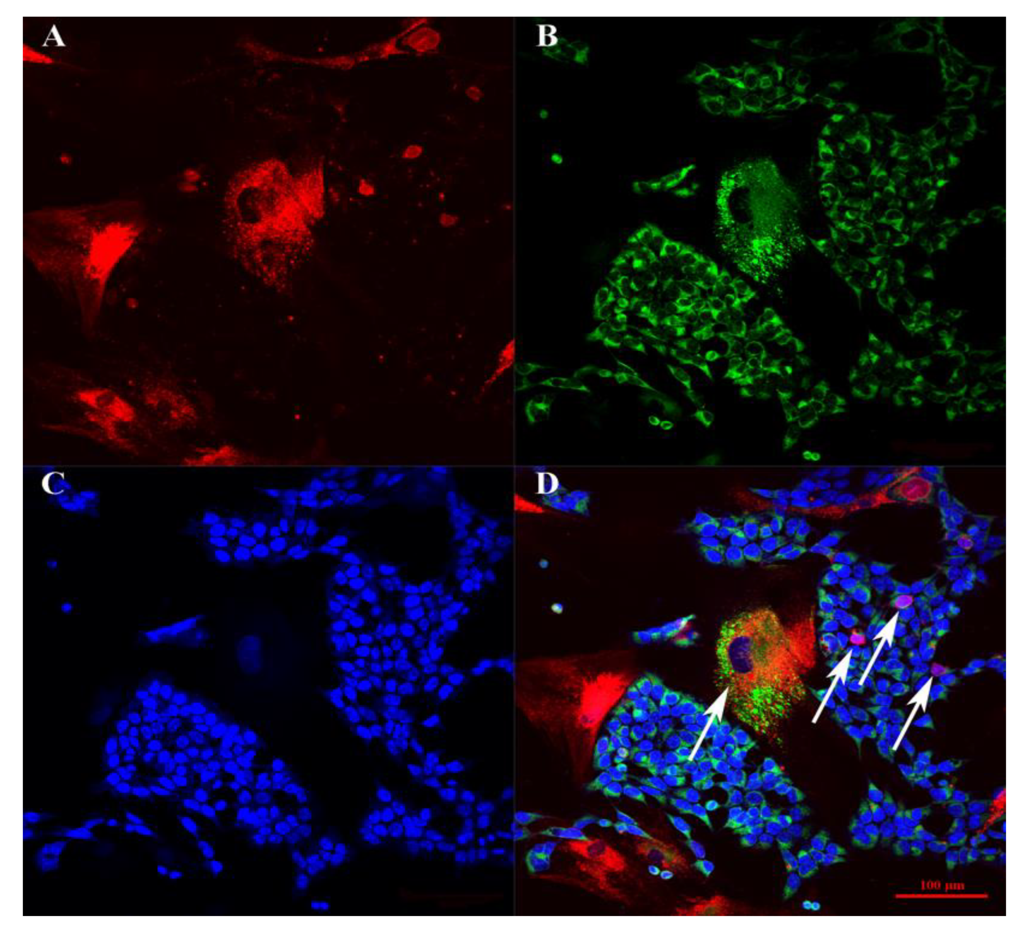 Bioengineering 09 00655 g004