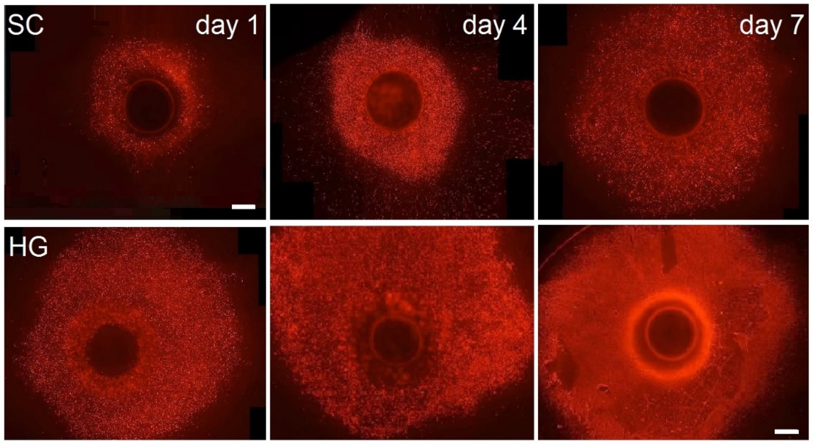Bioengineering 09 00660 g005 Bioengineering 09 00660 g005