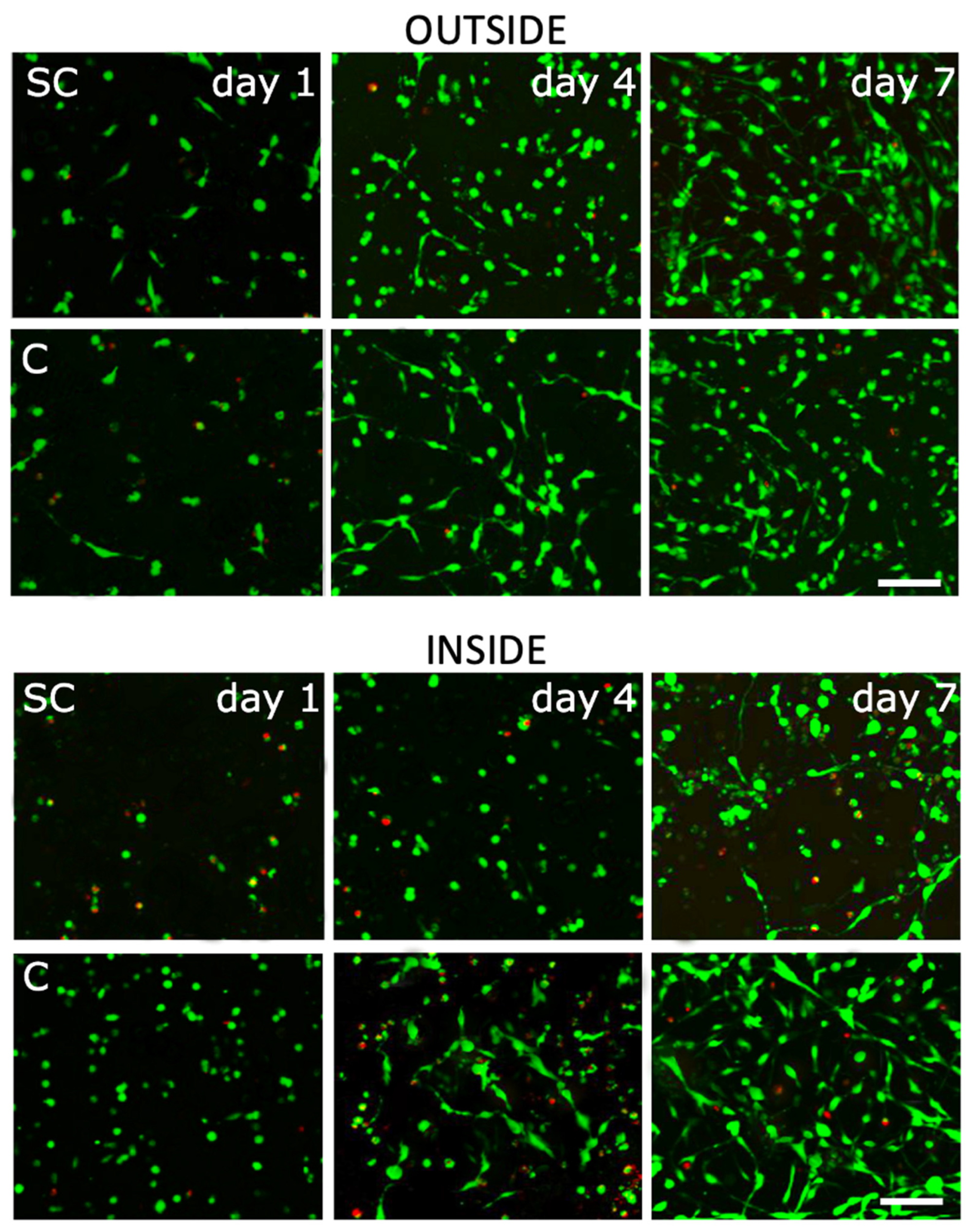 Bioengineering 09 00660 g009 Bioengineering 09 00660 g009