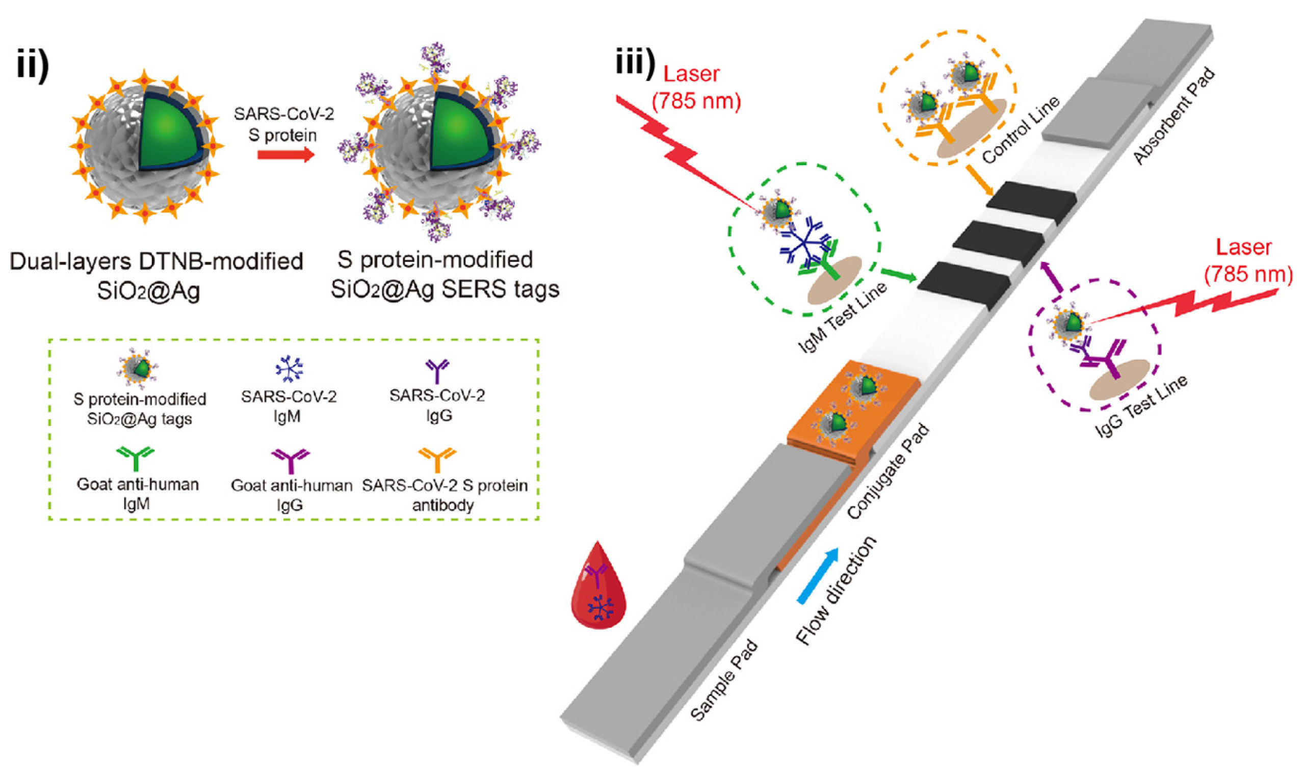 Bioengineering 09 00666 g006b