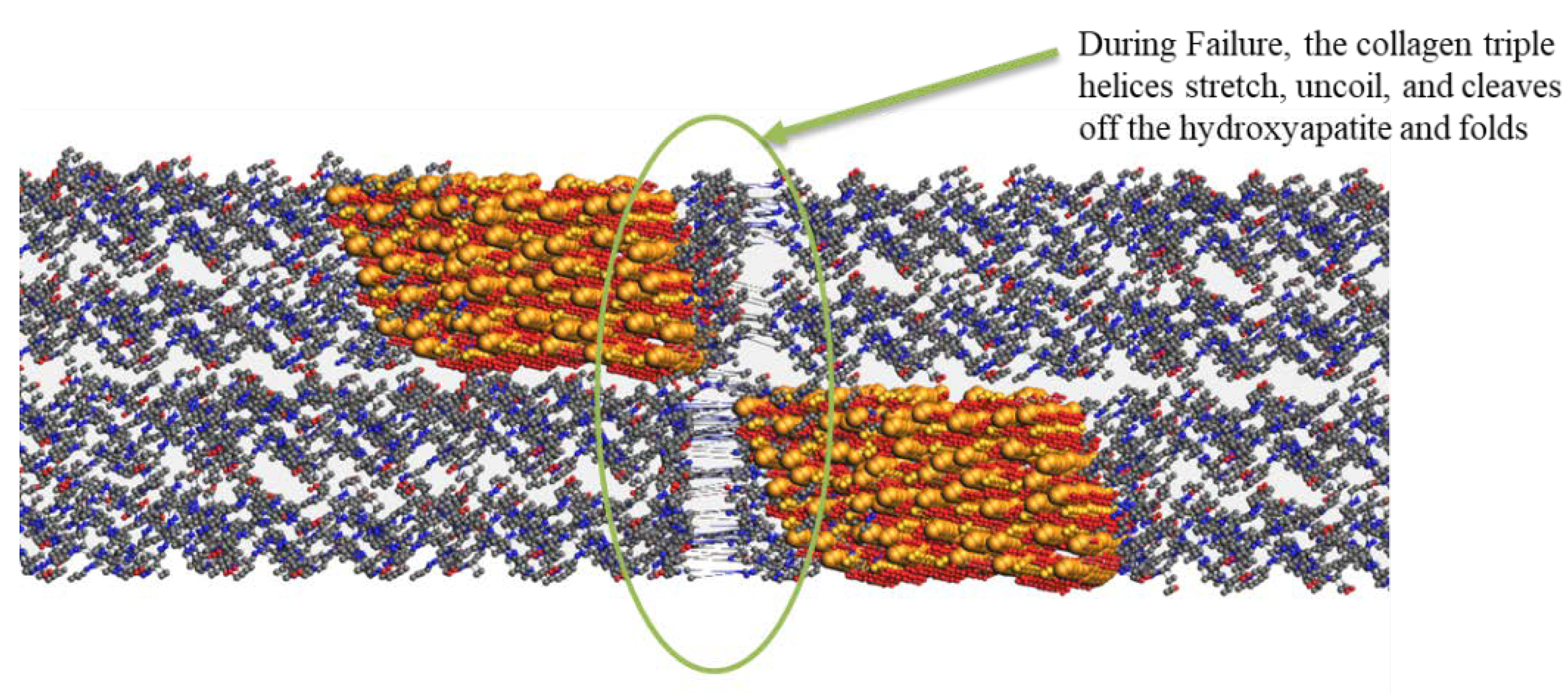 Bioengineering 09 00677 g008b