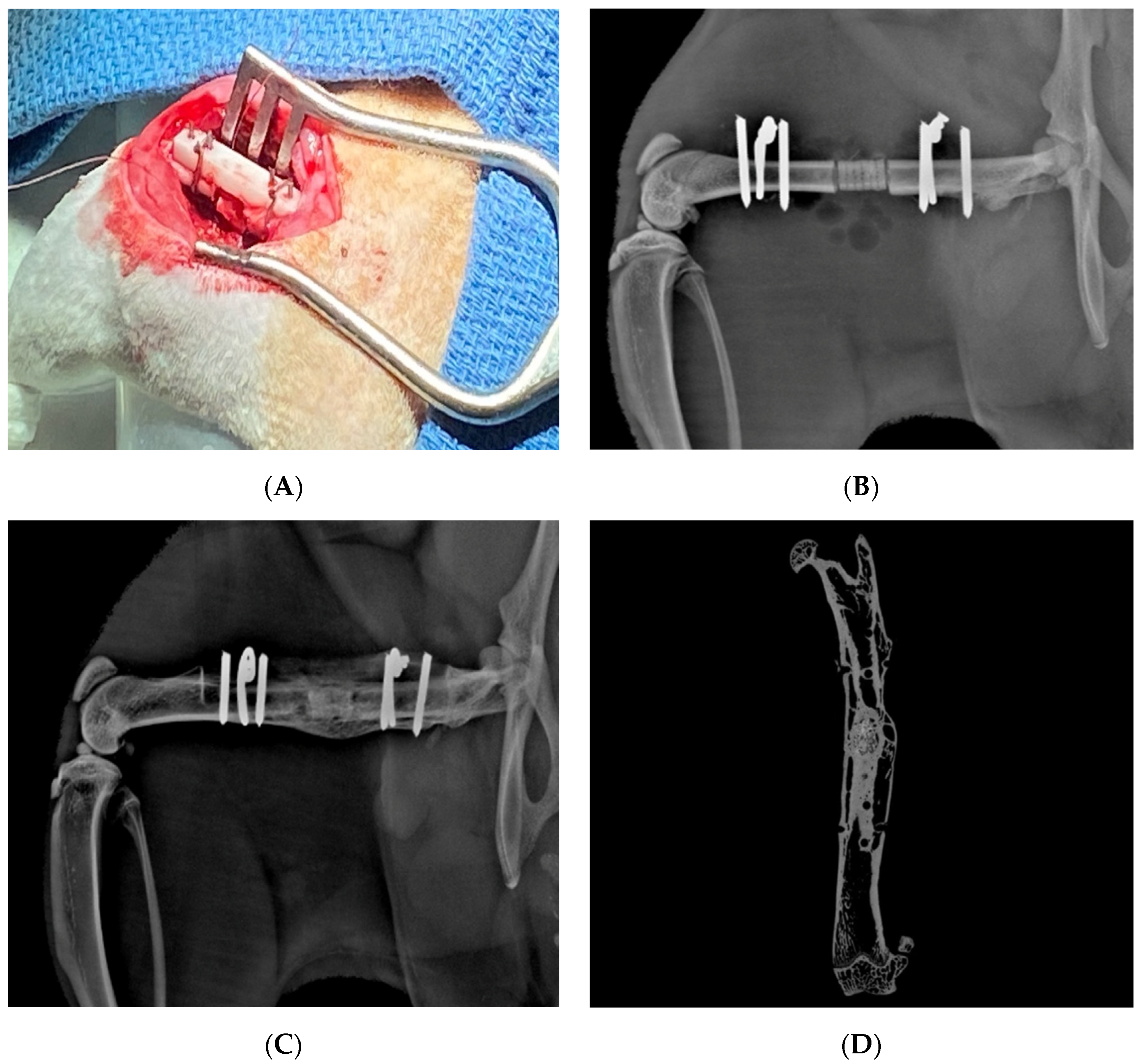 Bioengineering 09 00680 g006 Bioengineering 09 00680 g006