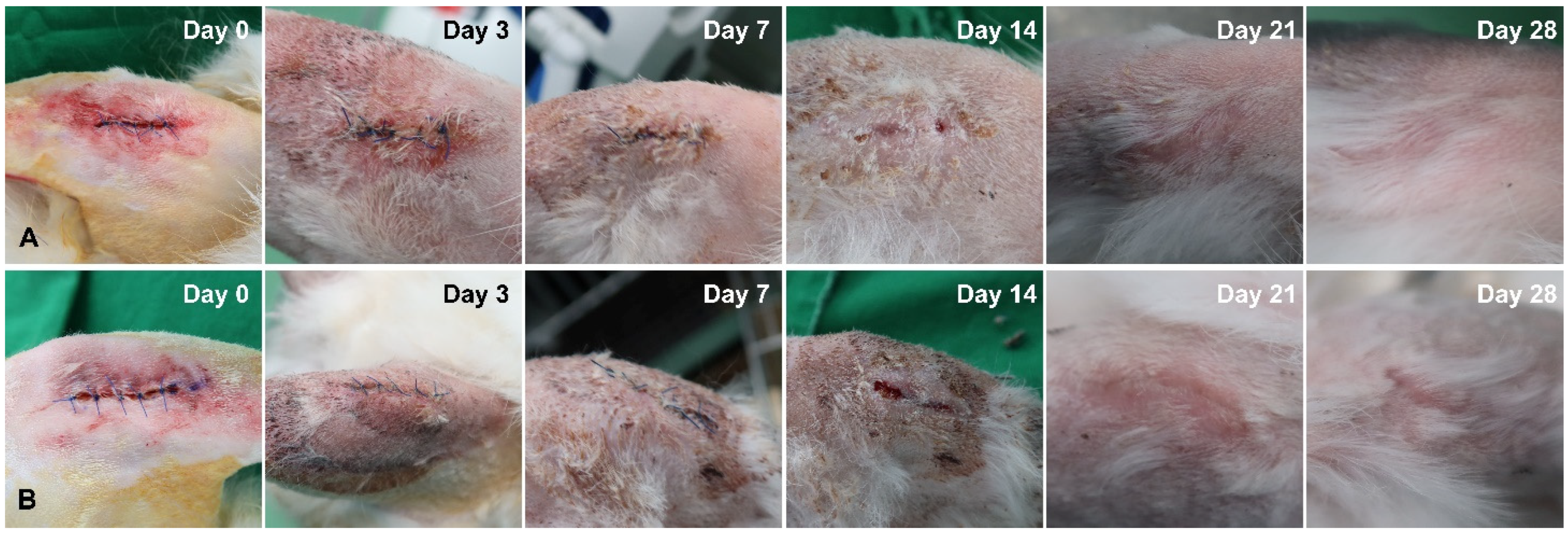 Bioengineering 09 00681 g006