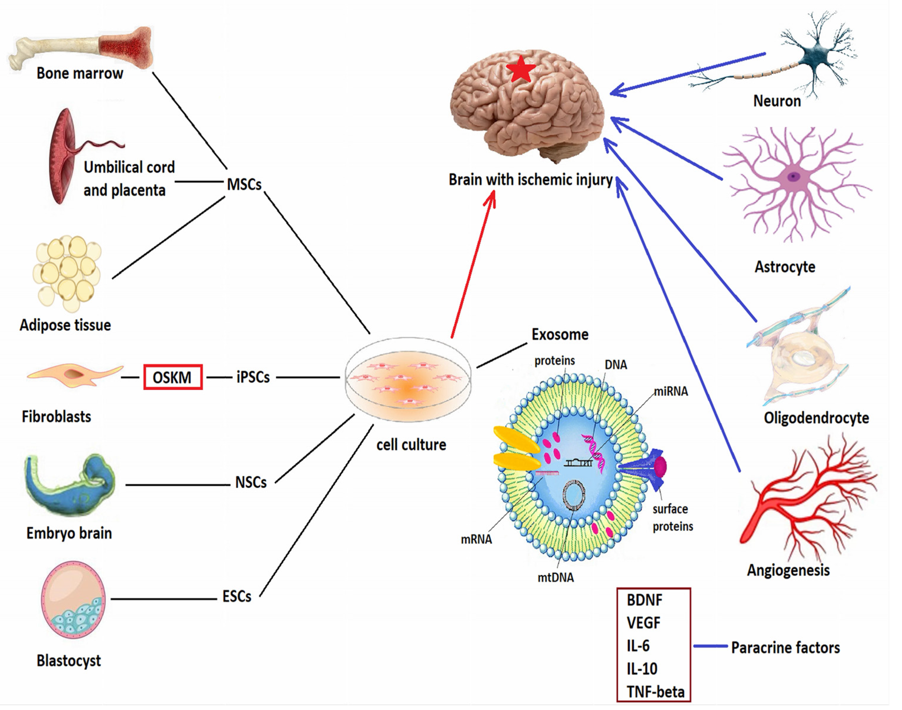 Bioengineering 09 00717 g002