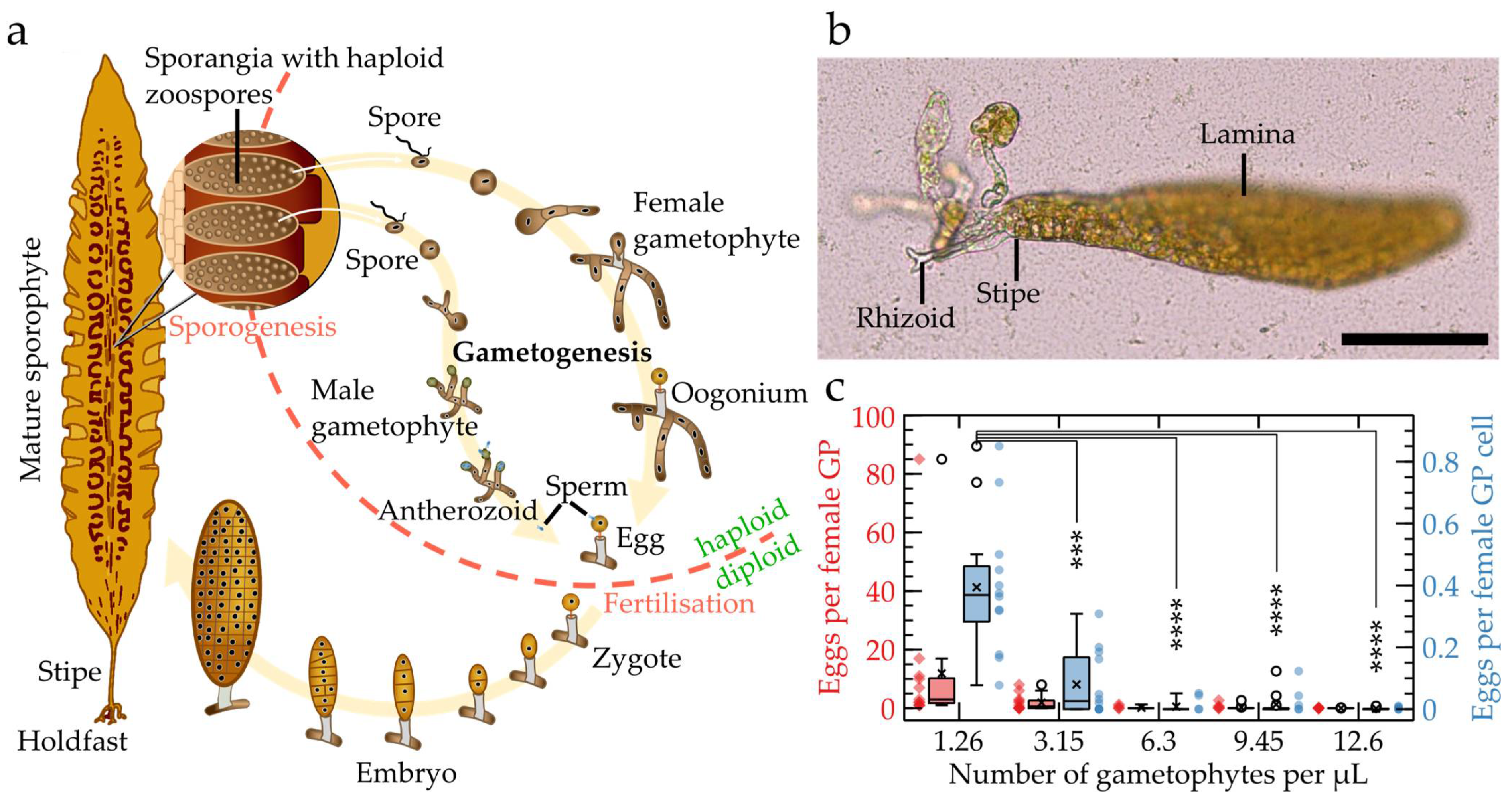 Bioengineering 09 00718 g001