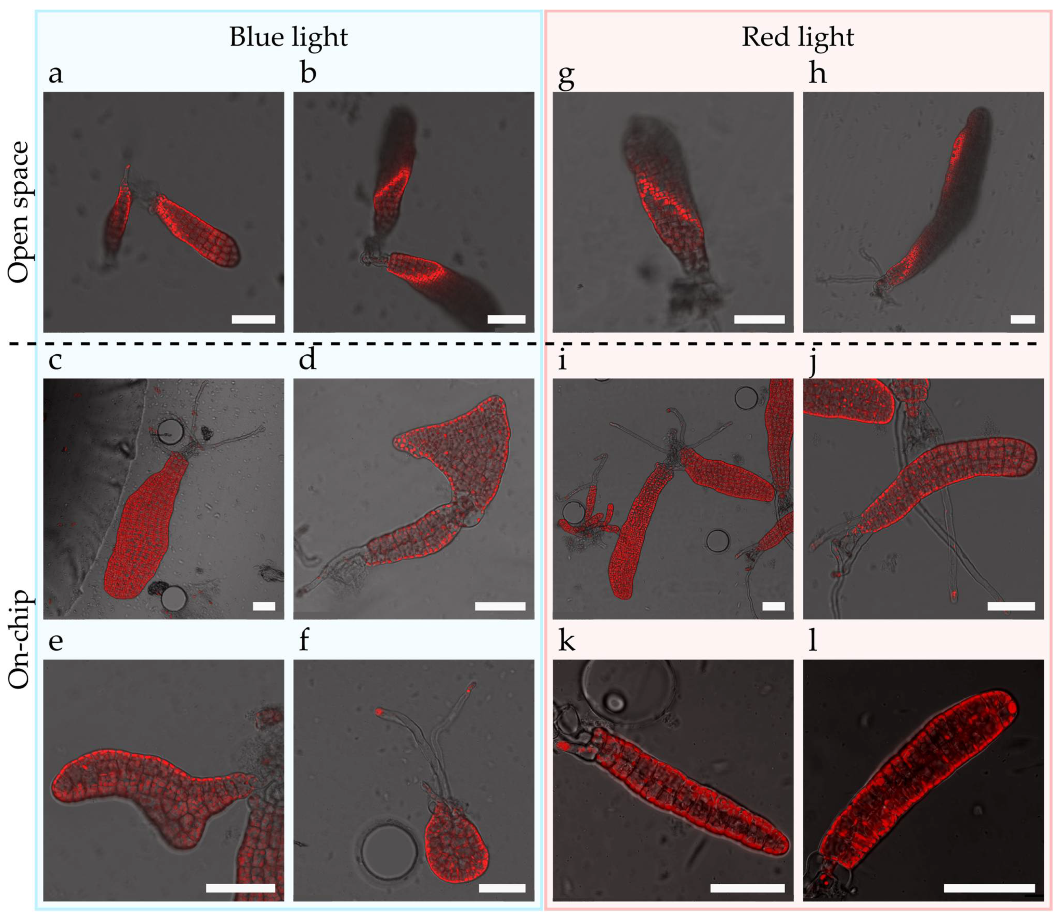 Bioengineering 09 00718 g004