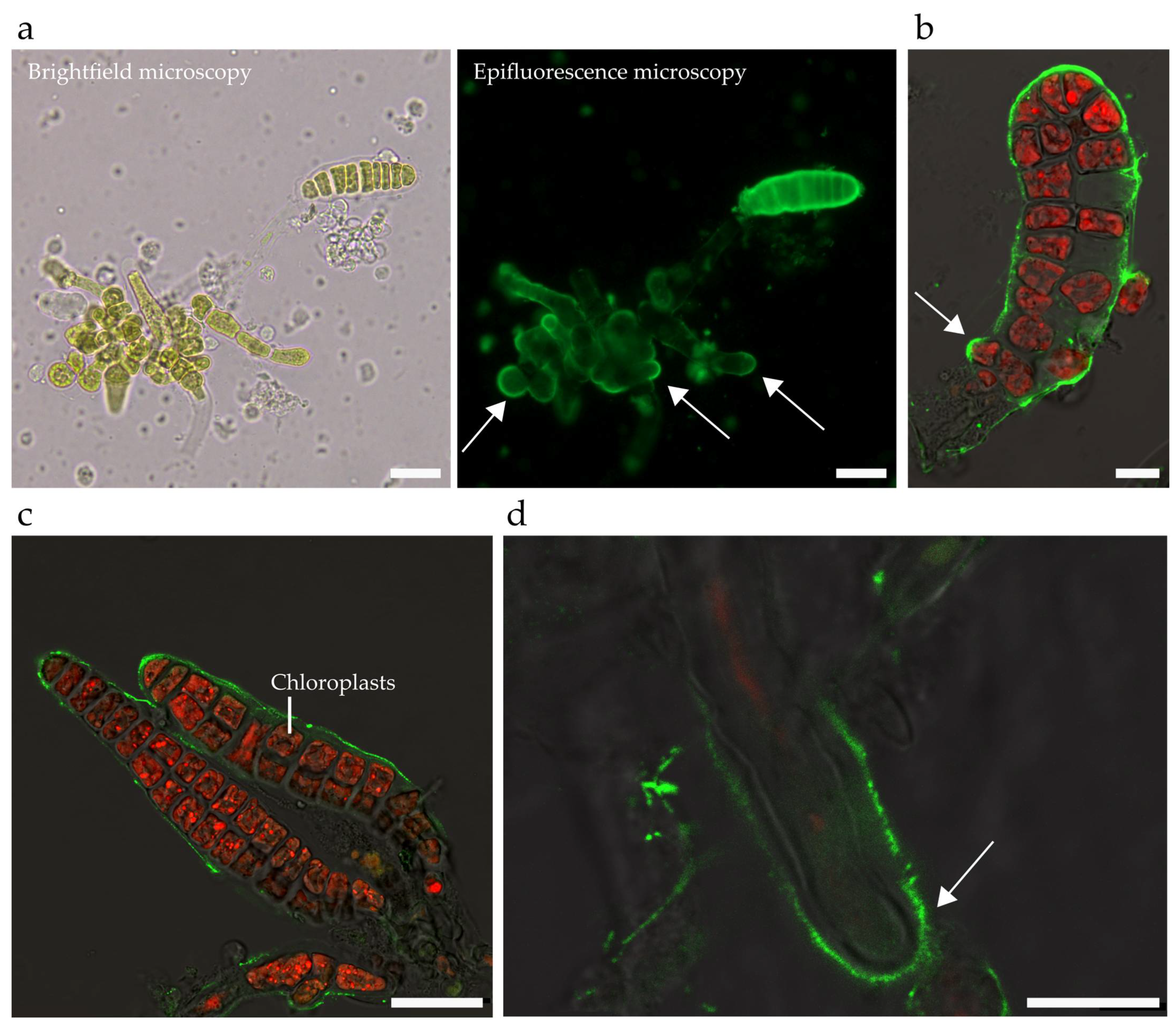 Bioengineering 09 00718 g006