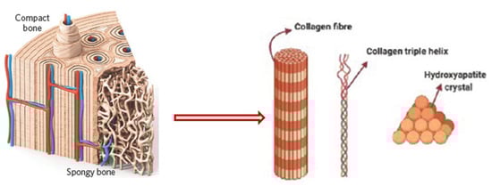 Bioengineering 09 00728 g001
