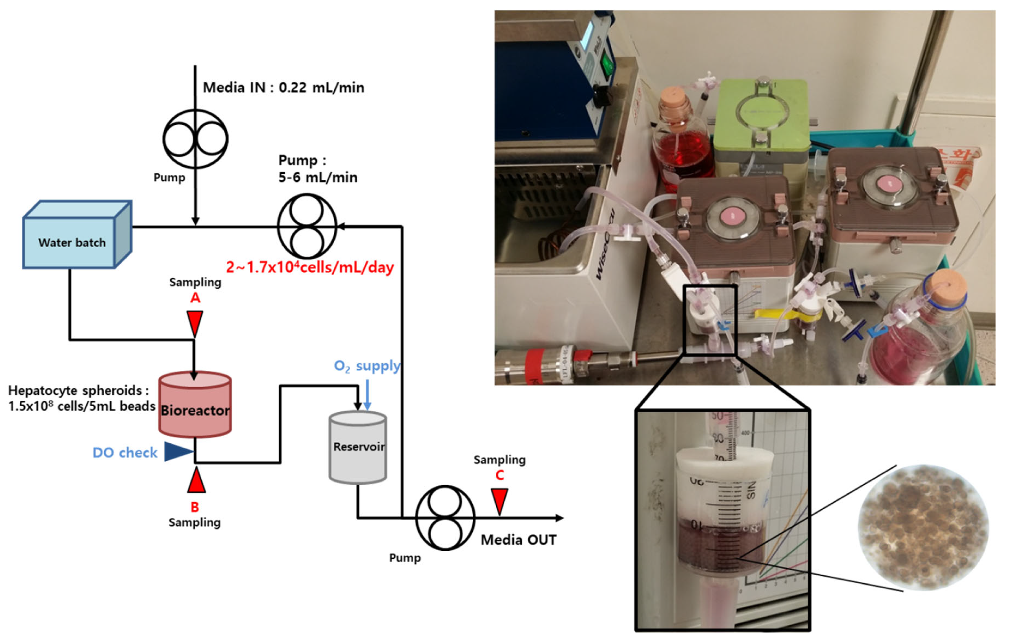 Bioengineering 09 00738 g001