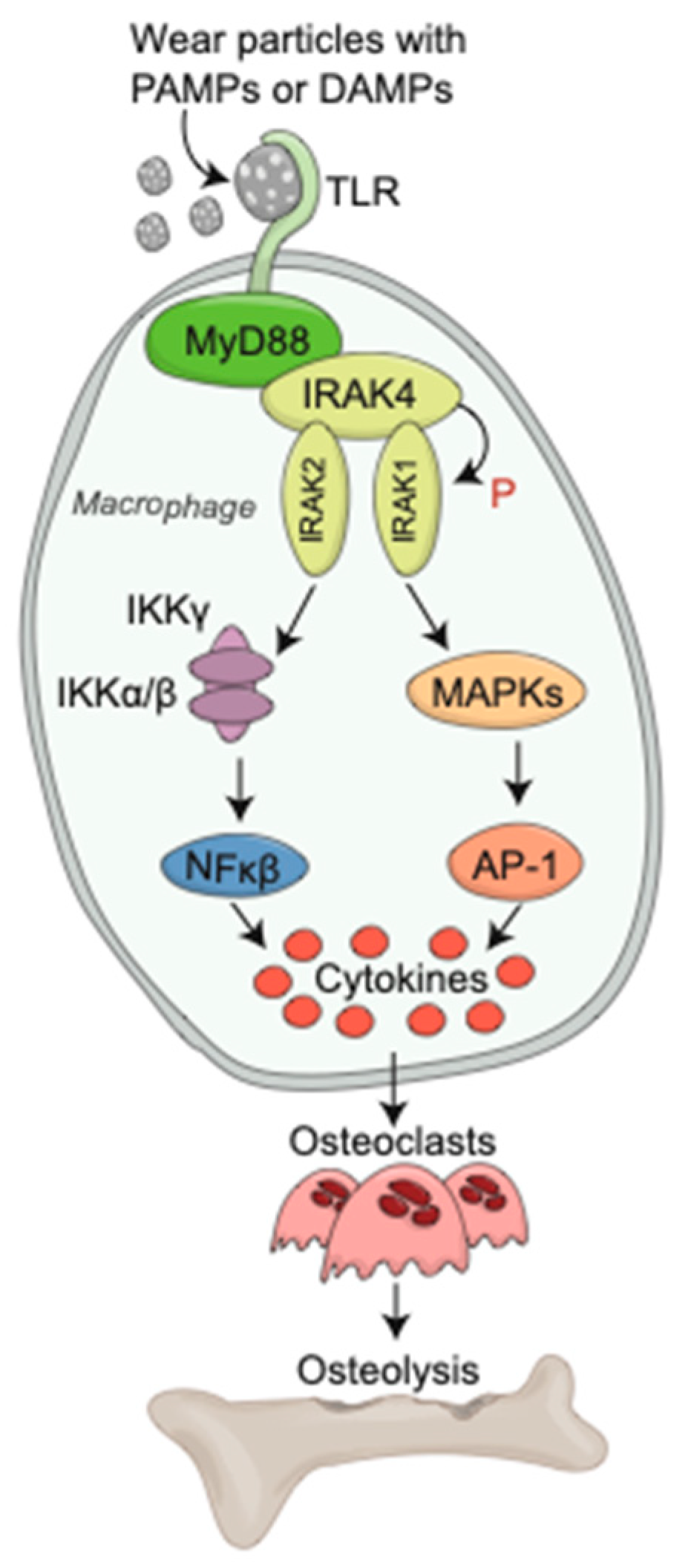 Bioengineering 09 00764 g003
