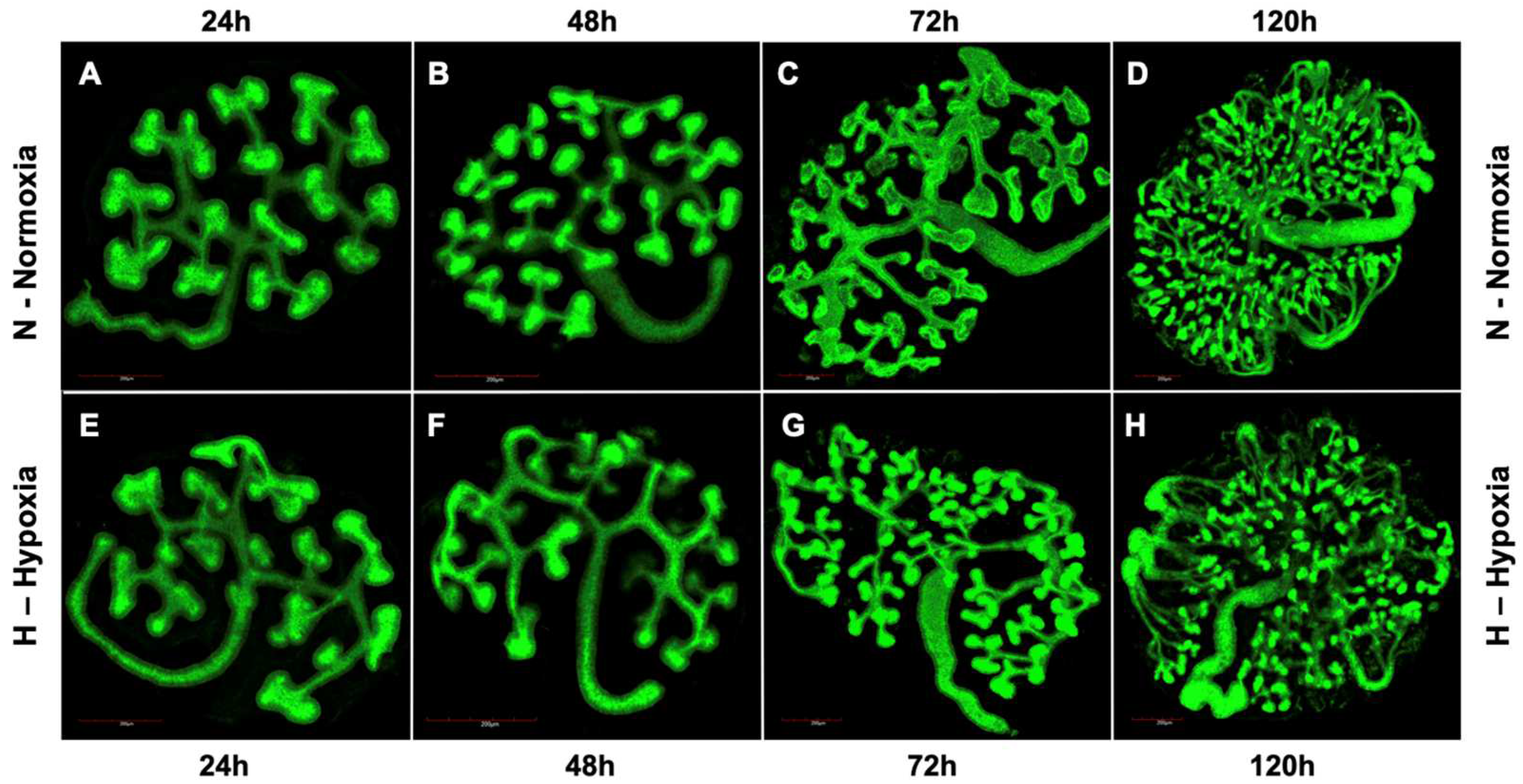 Bioengineering 09 00801 g001