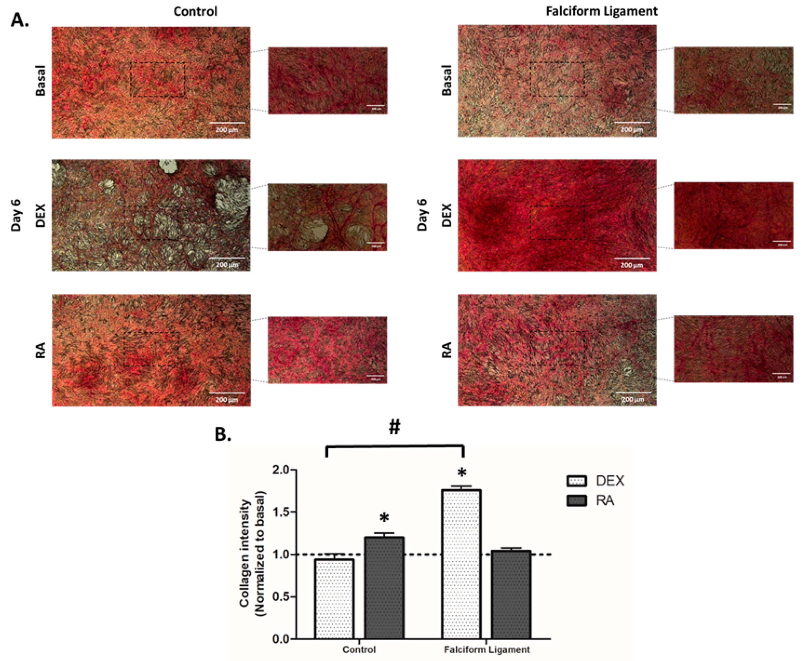 Bioengineering 09 00810 g005