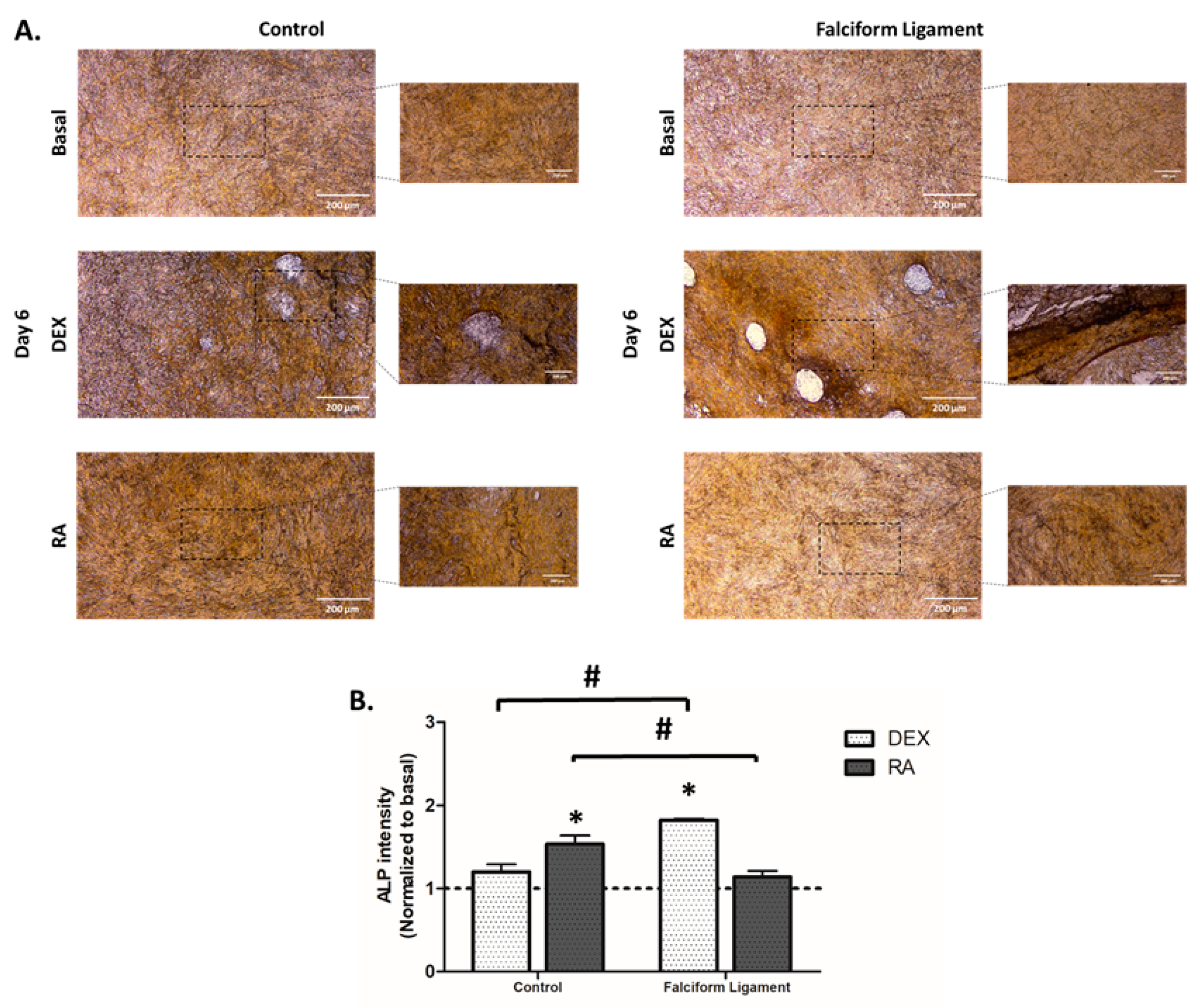 Bioengineering 09 00810 g006