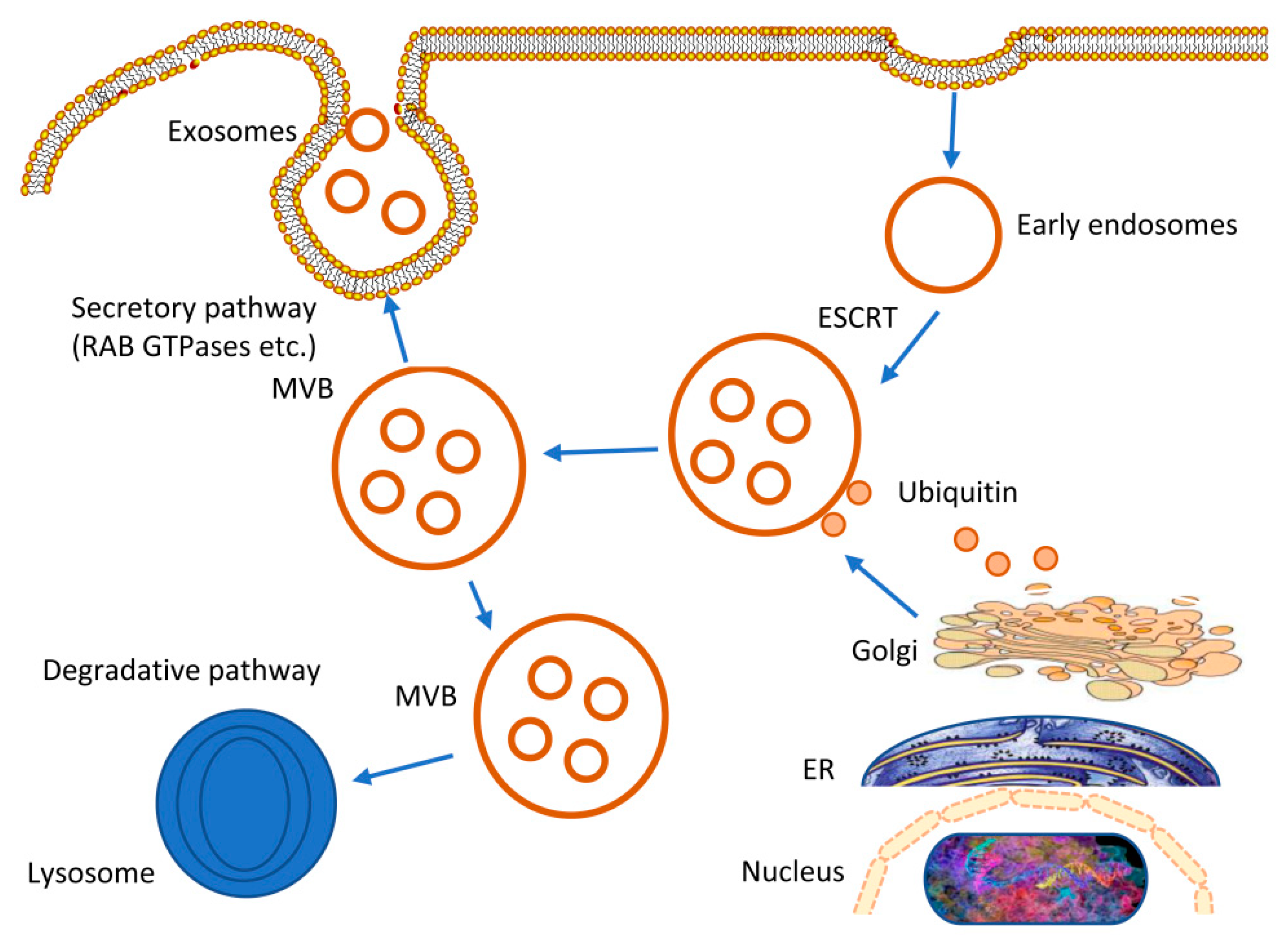 Bioengineering 10 00051 g001