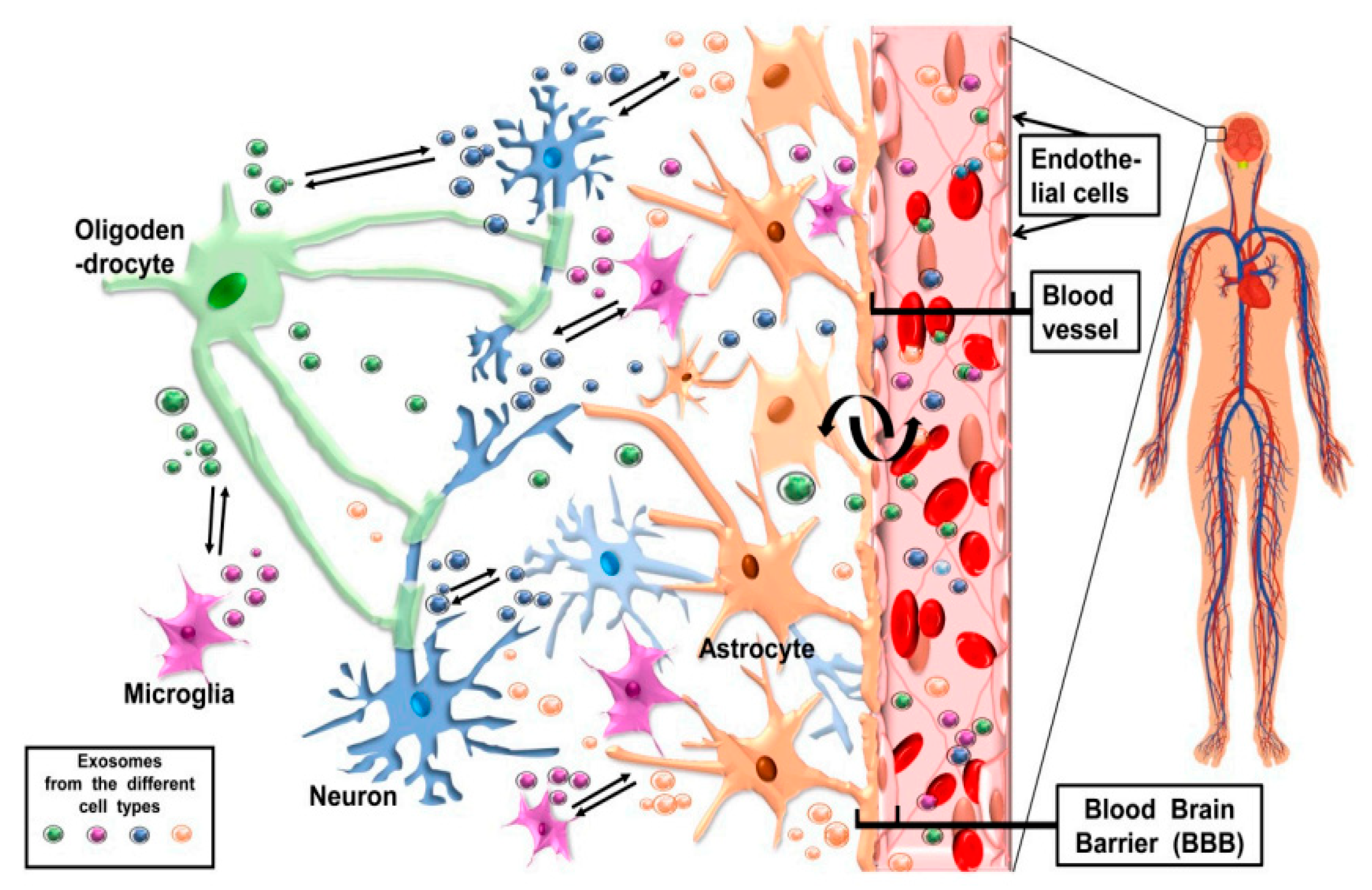 Bioengineering 10 00051 g003