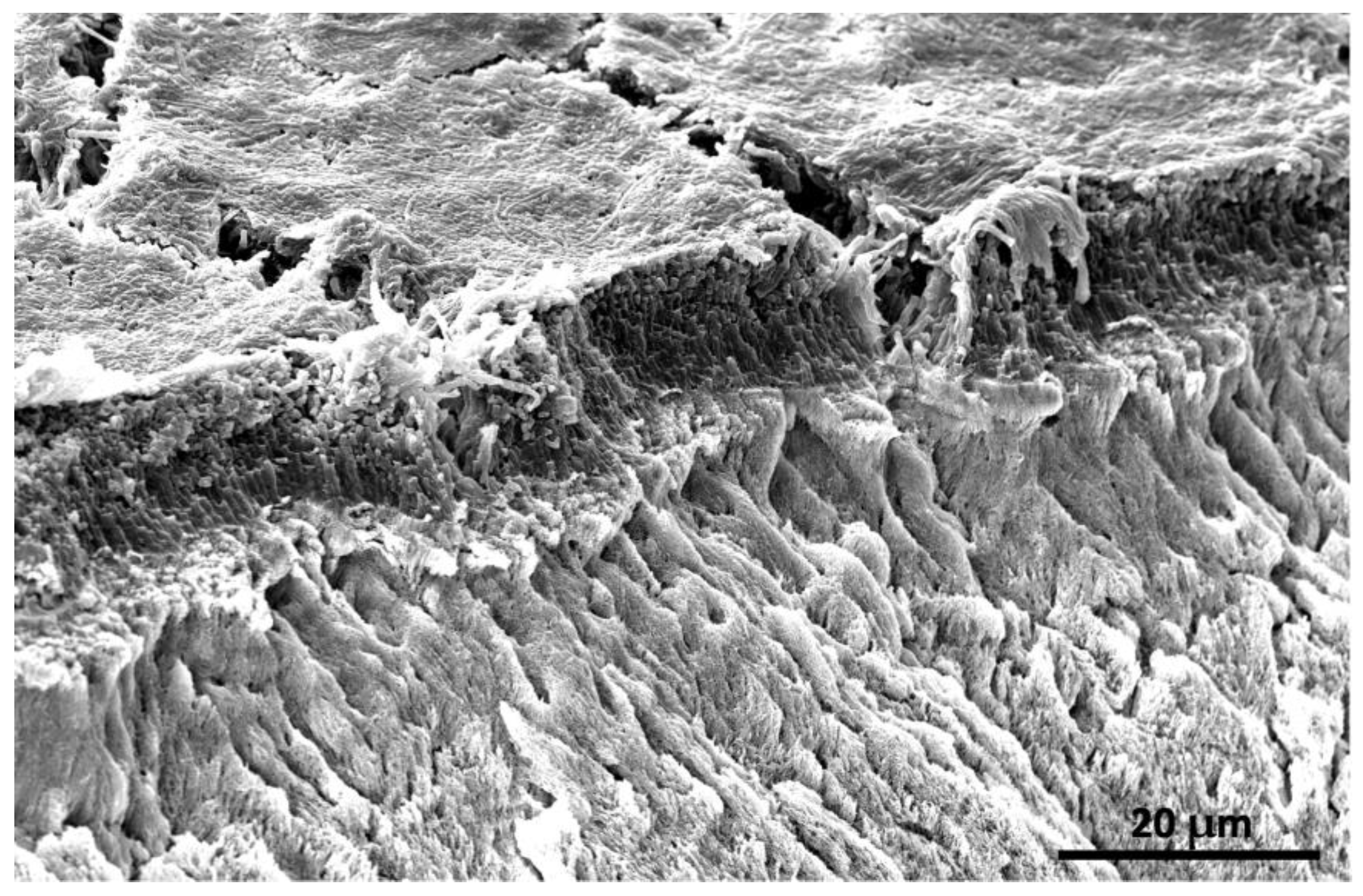 Bioengineering 10 00055 g001 Bioengineering 10 00055 g001