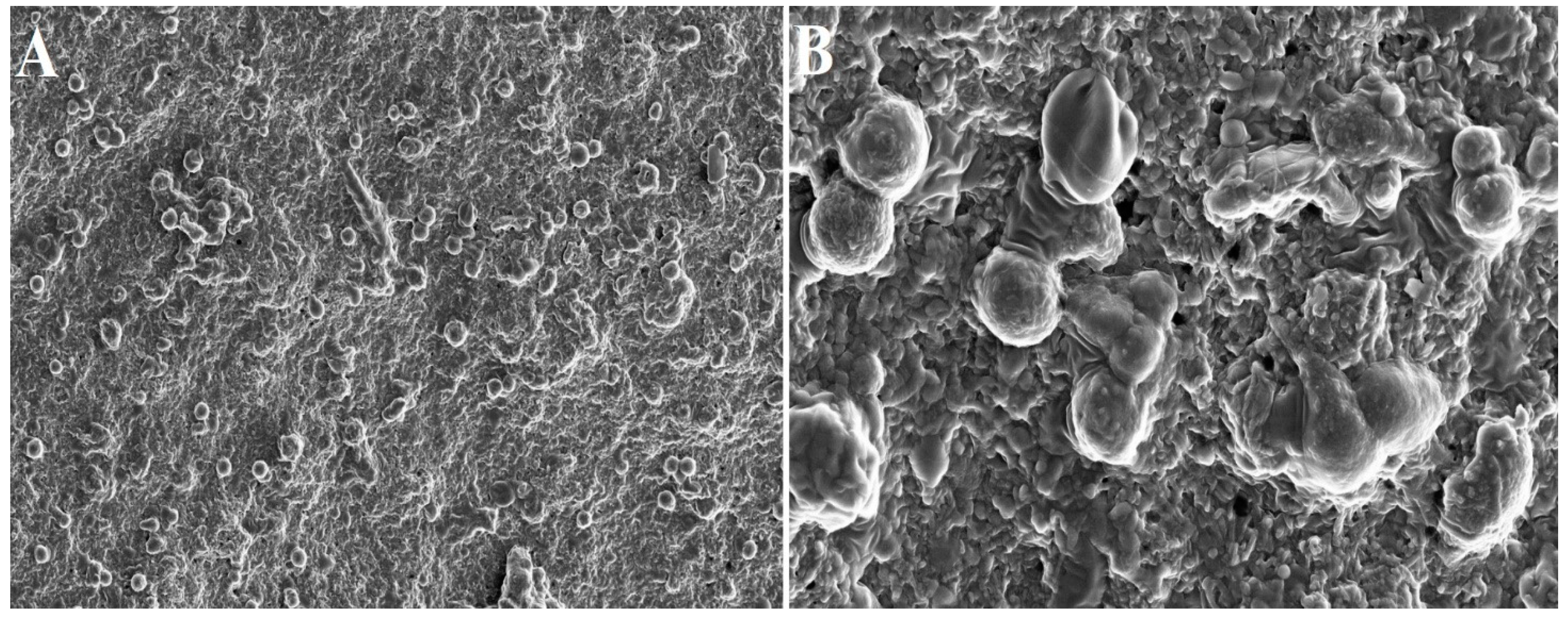 Bioengineering 10 00058 g003