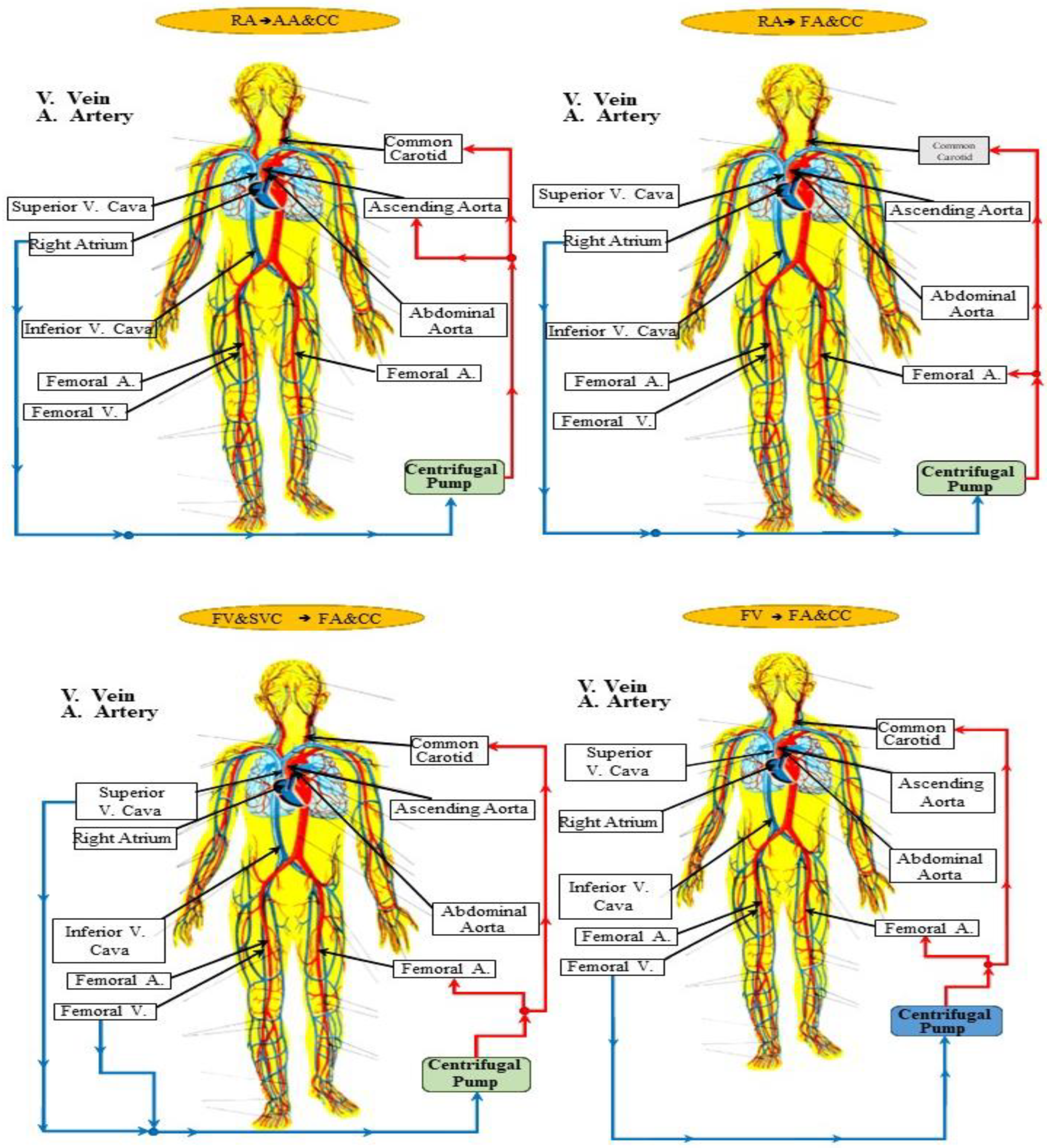 Bioengineering 10 00060 g001