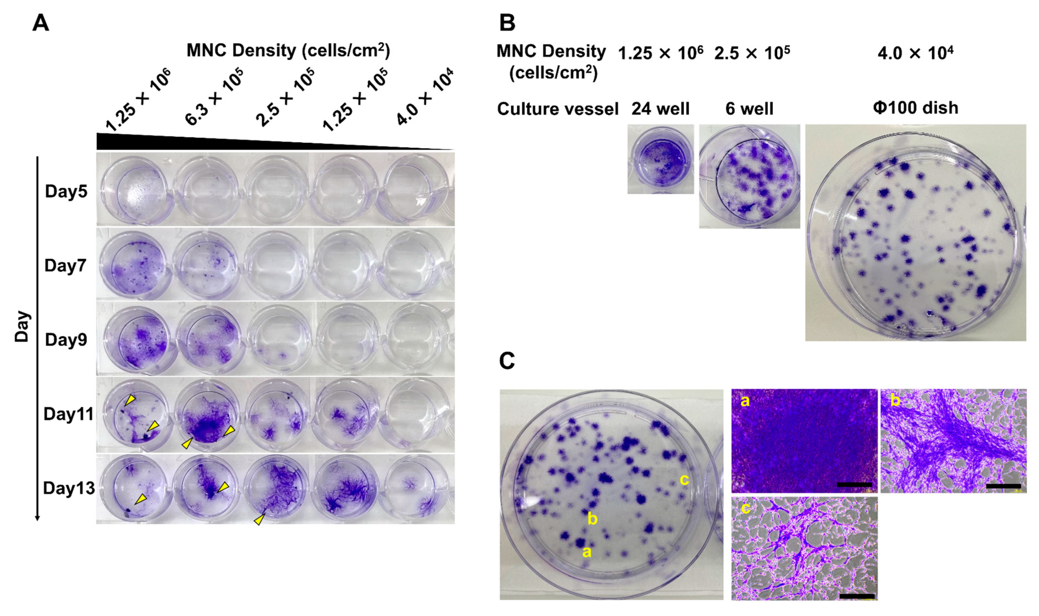 Bioengineering 10 00102 g001