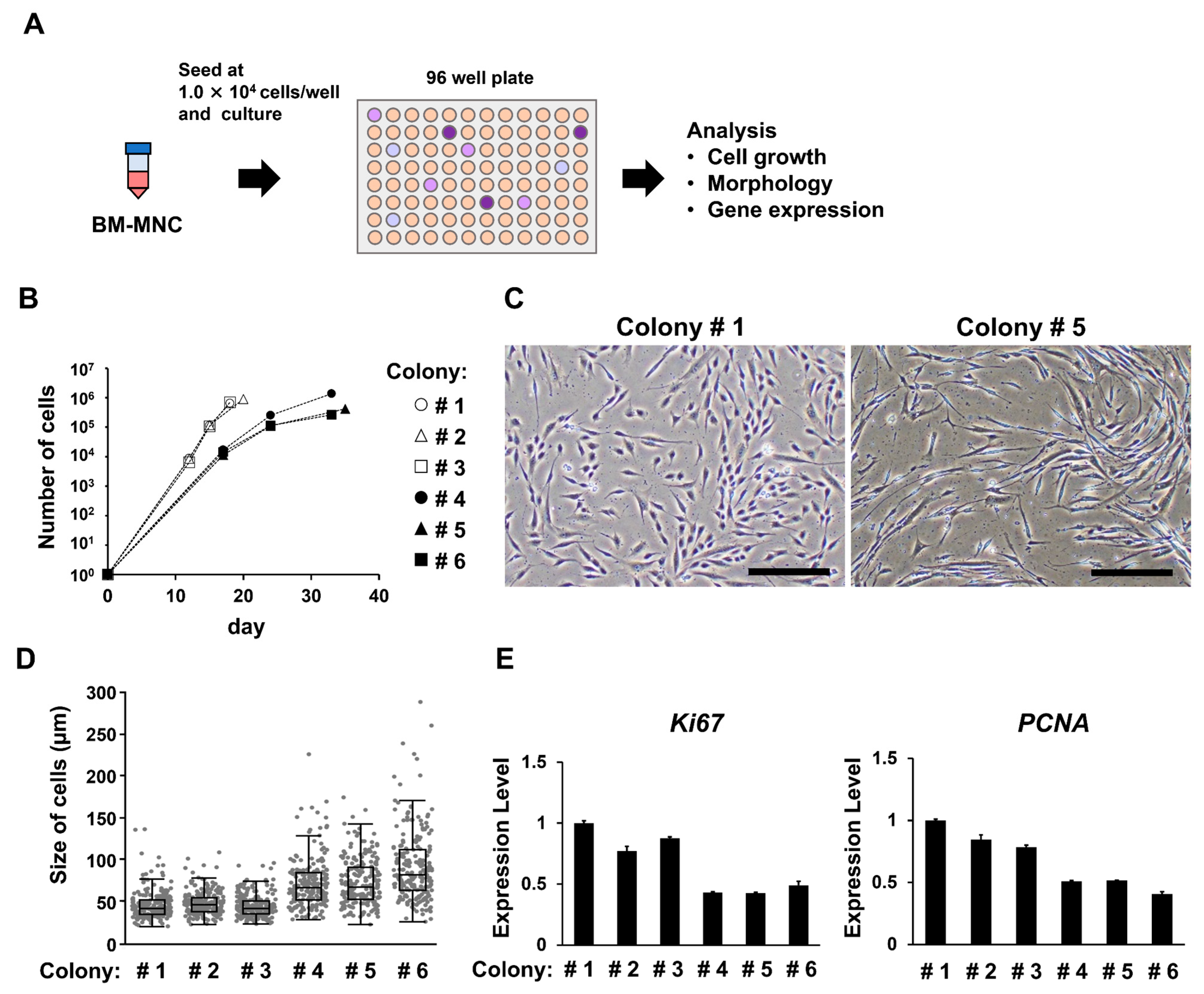 Bioengineering 10 00102 g004
