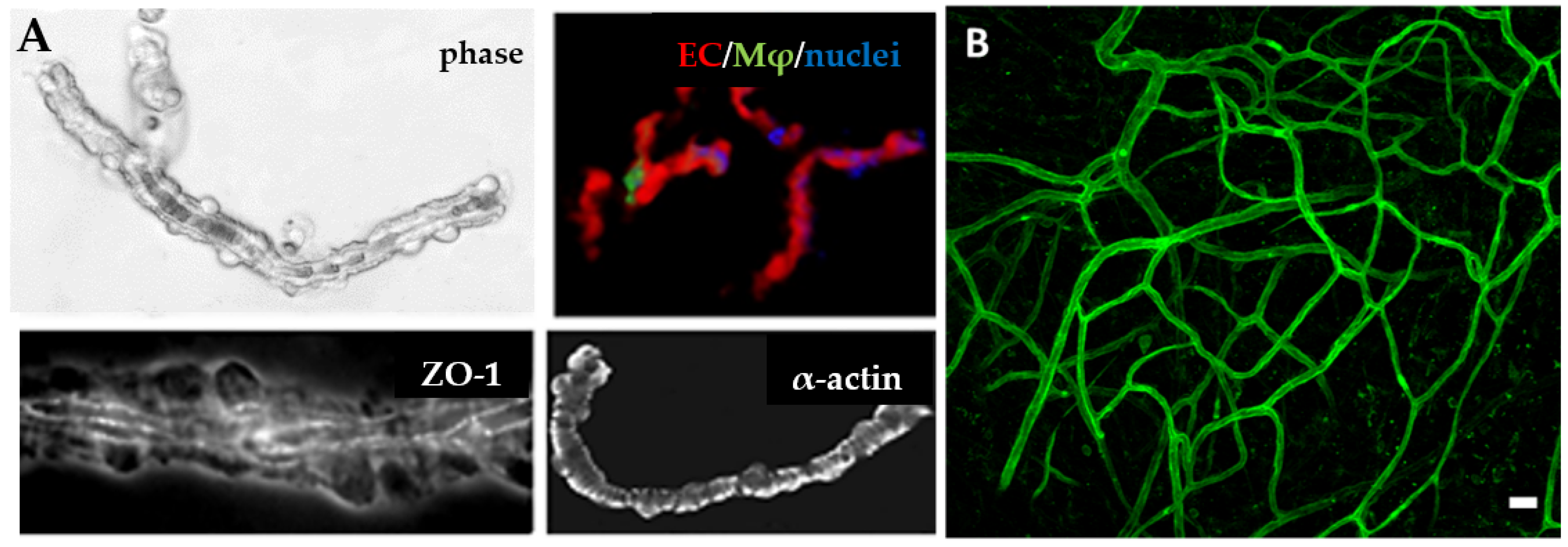 Bioengineering 10 00124 g003