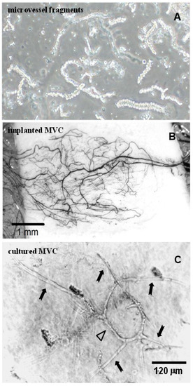 Bioengineering 10 00124 g004