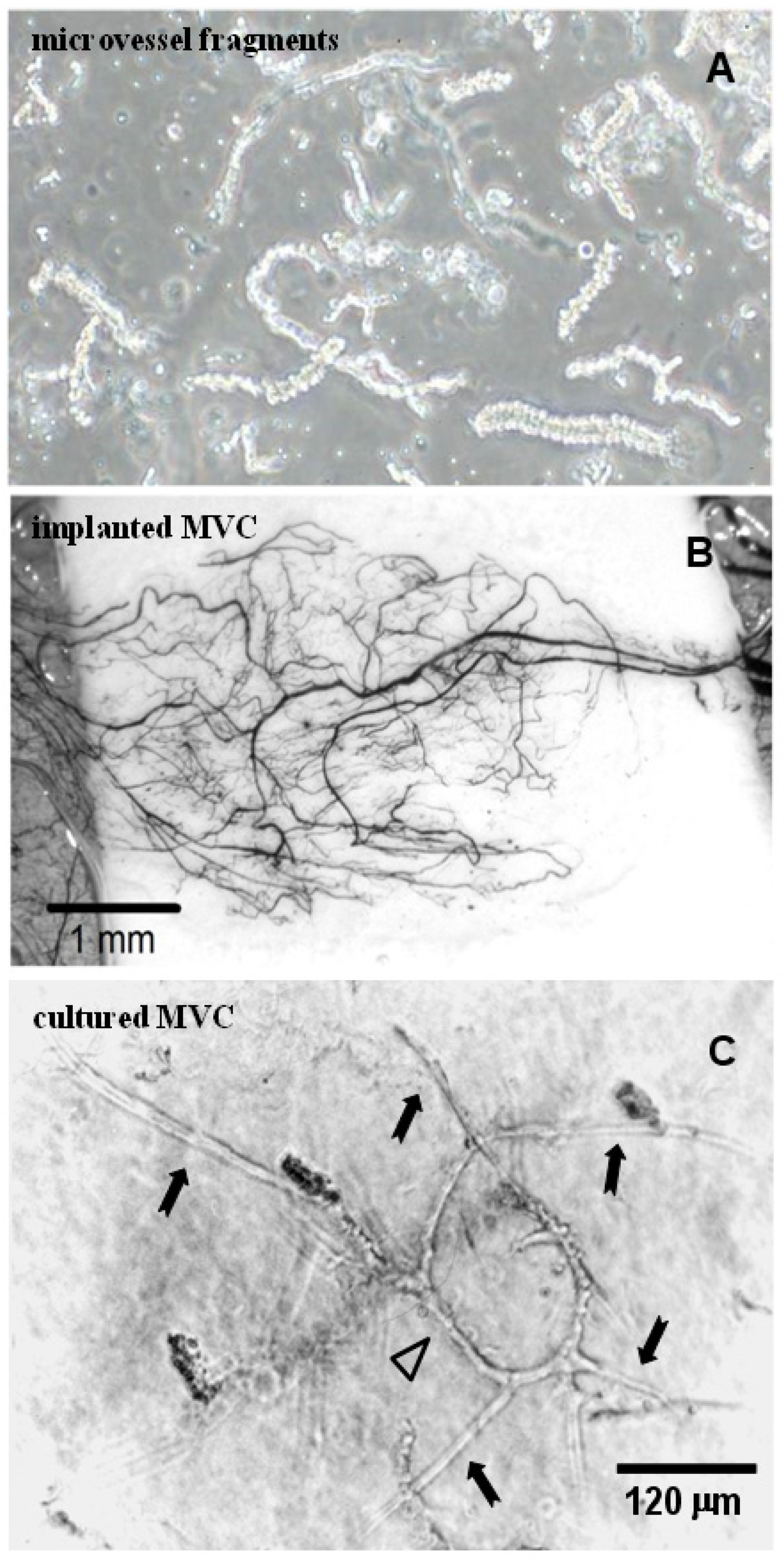 Bioengineering 10 00124 g004