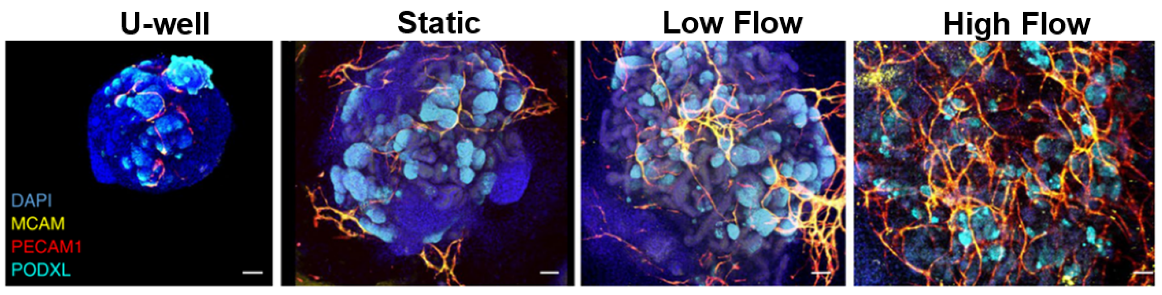 Bioengineering 10 00124 g006