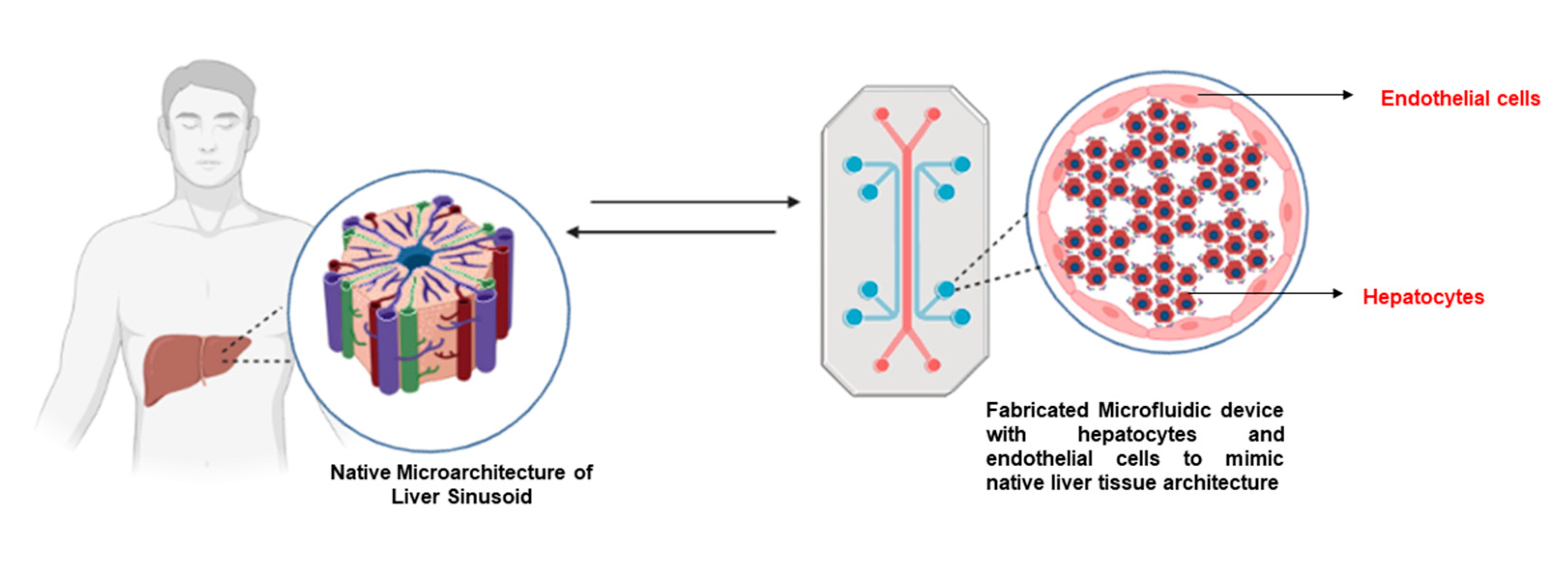 Bioengineering 10 00131 g004